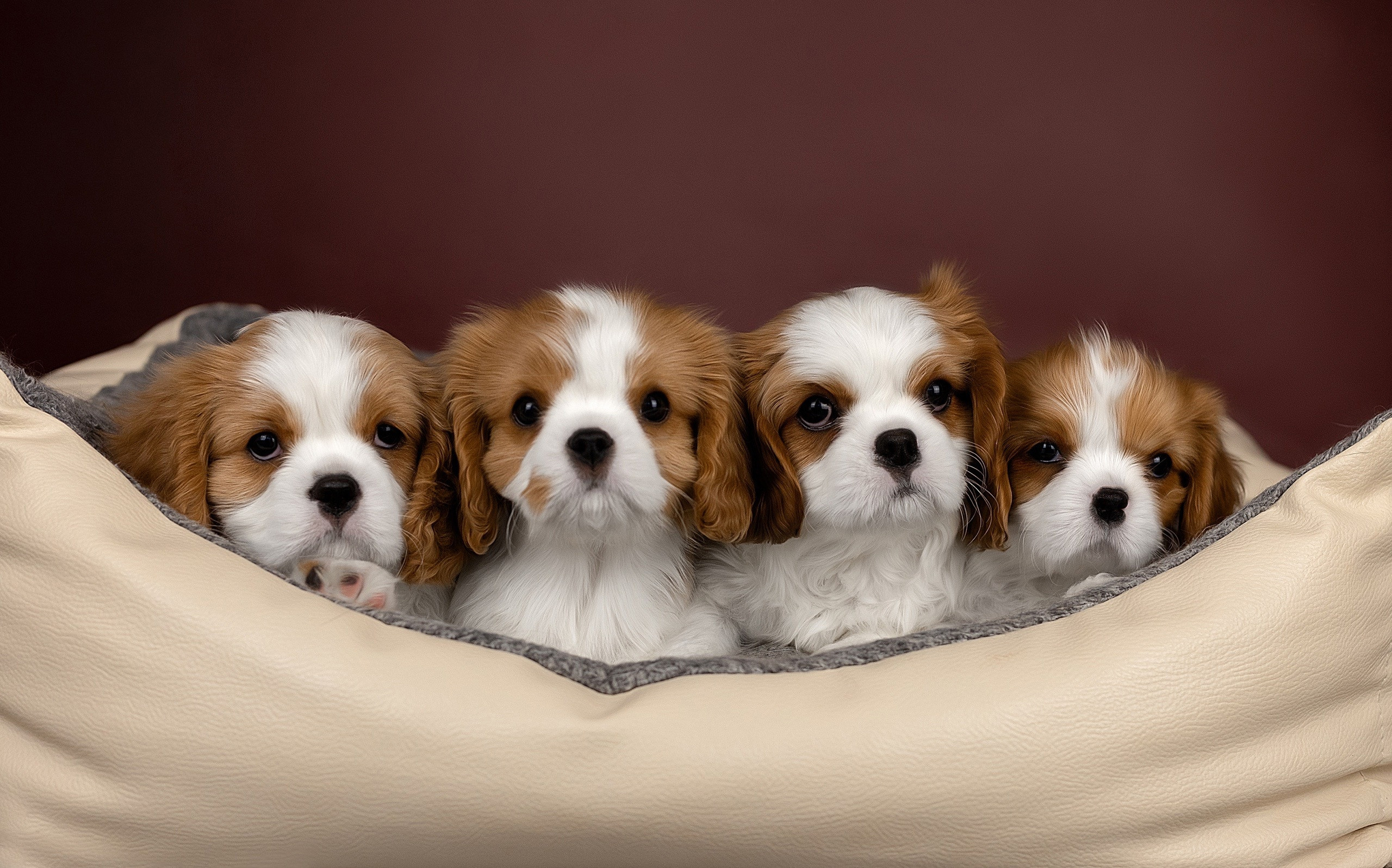 Студия. Фотограф-анималист Антон Базылевич