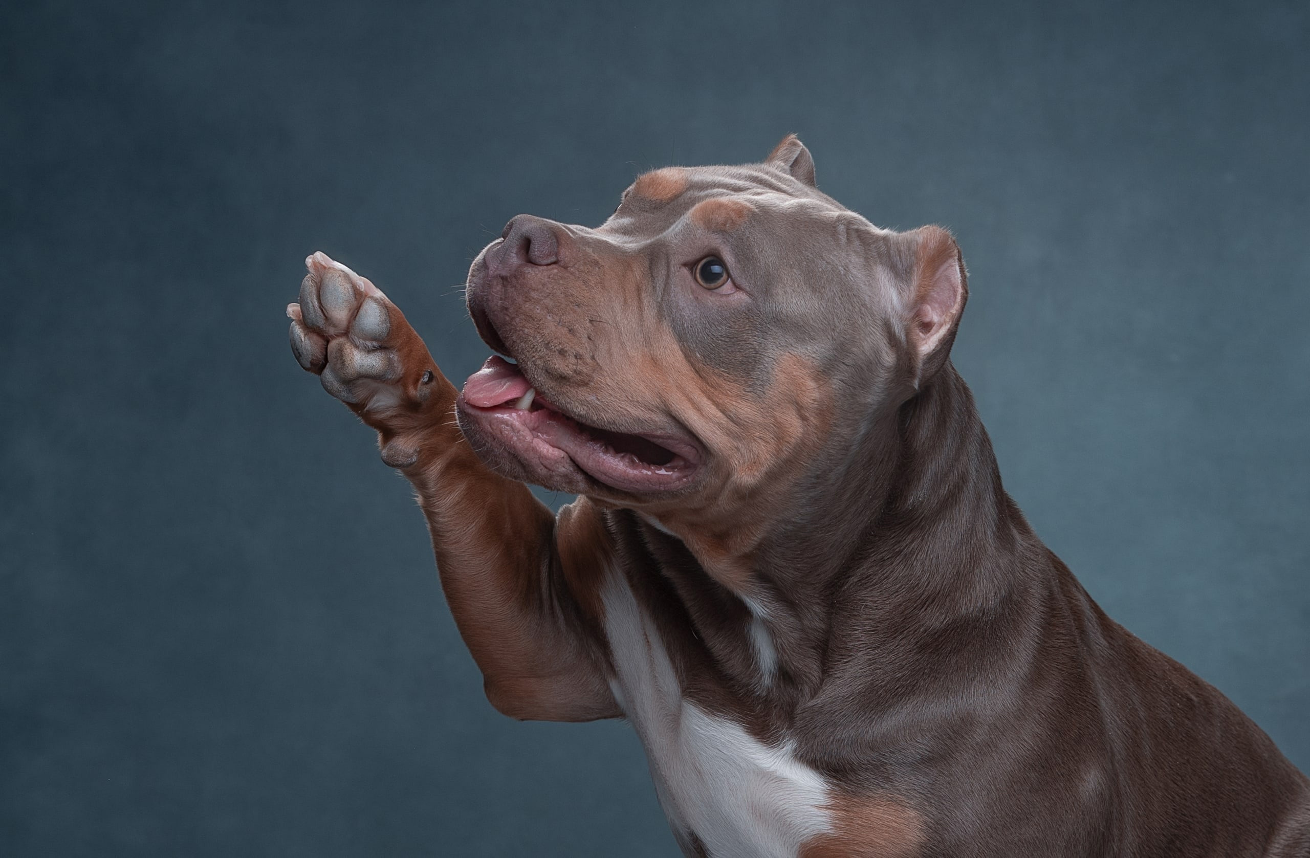 Студия. Фотограф-анималист Антон Базылевич