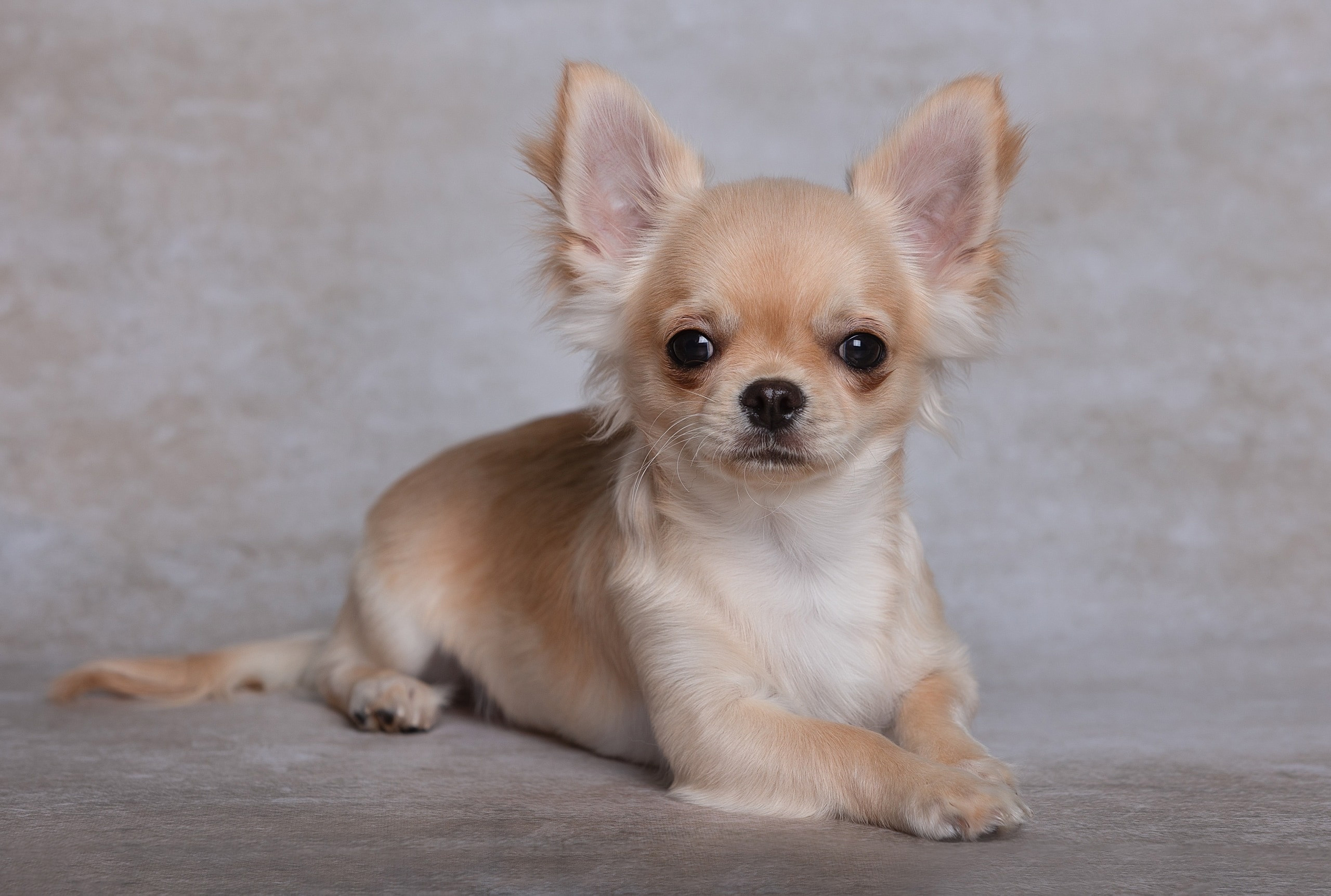 Студия. Фотограф-анималист Антон Базылевич