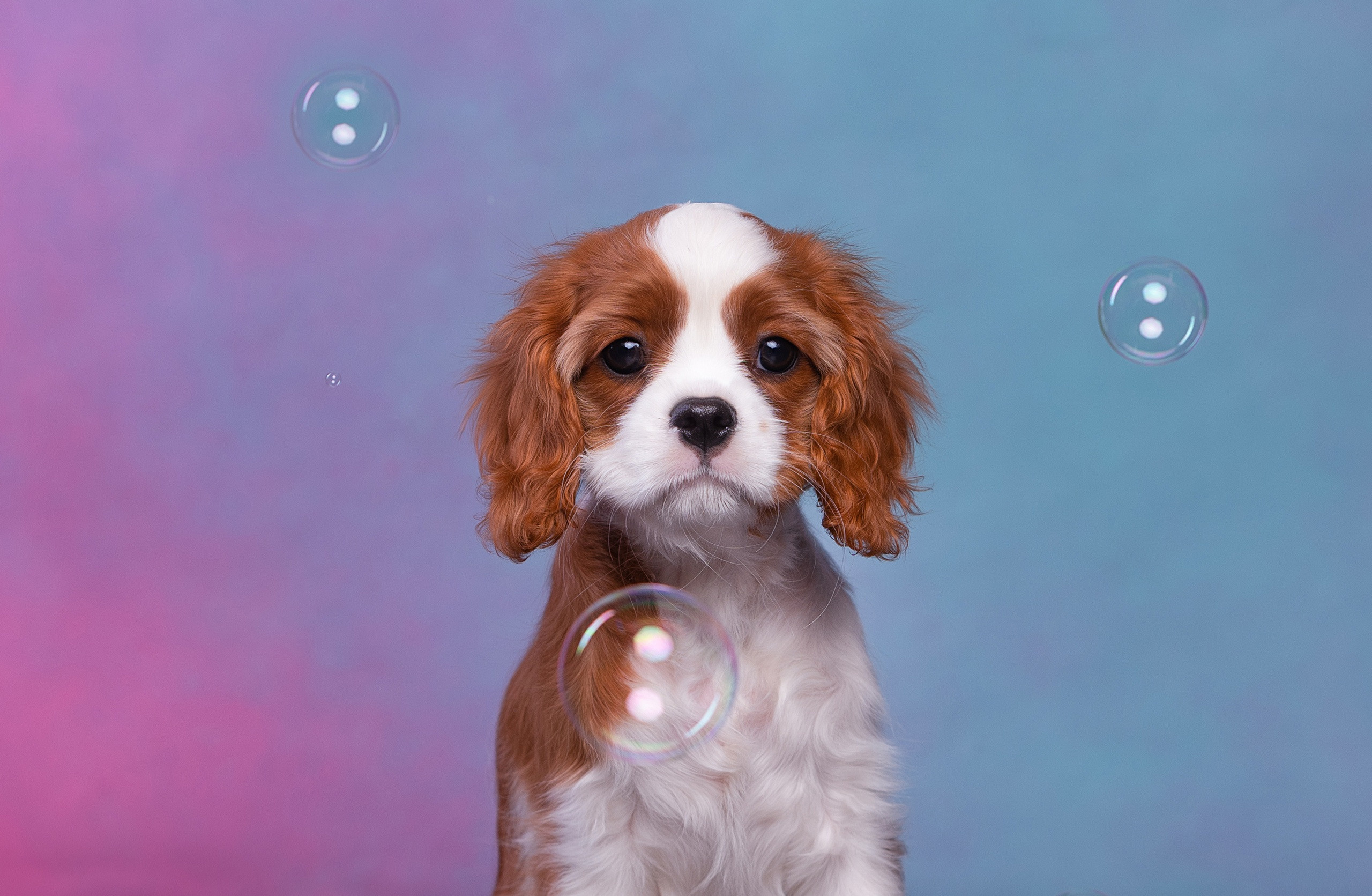 Студия. Фотограф-анималист Антон Базылевич