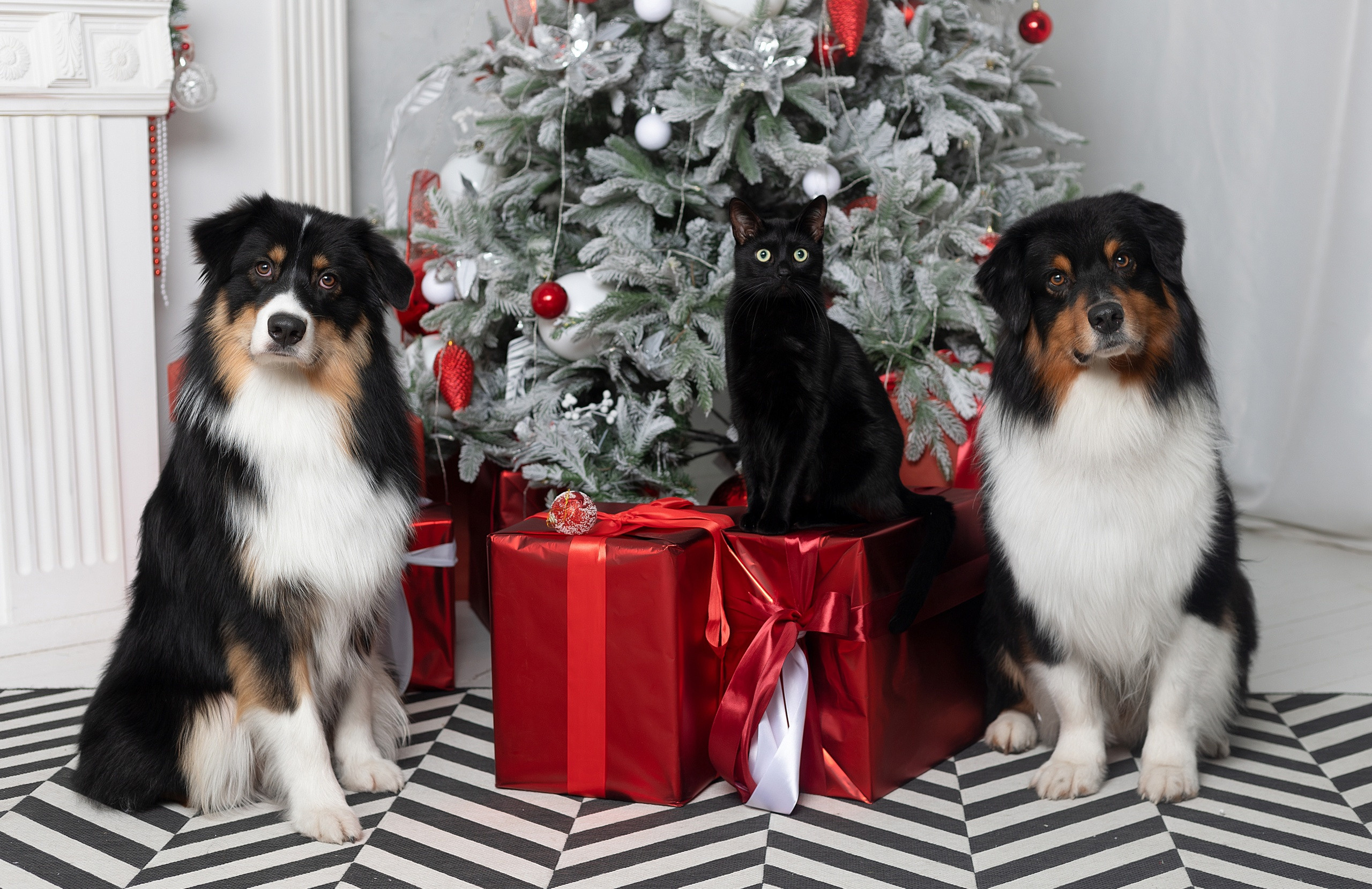 Студия. Фотограф-анималист Антон Базылевич