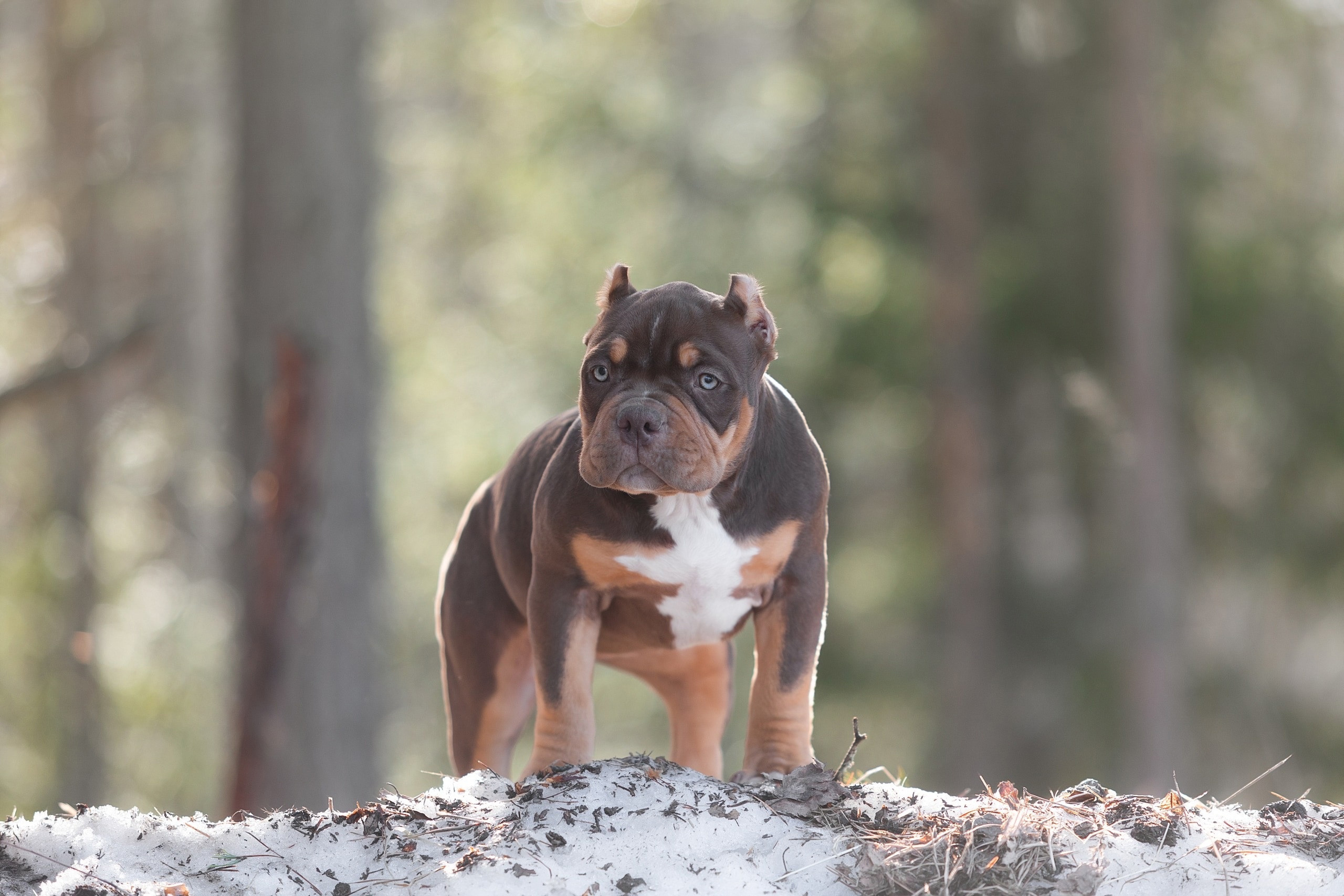 Улица. Фотограф-анималист Антон Базылевич