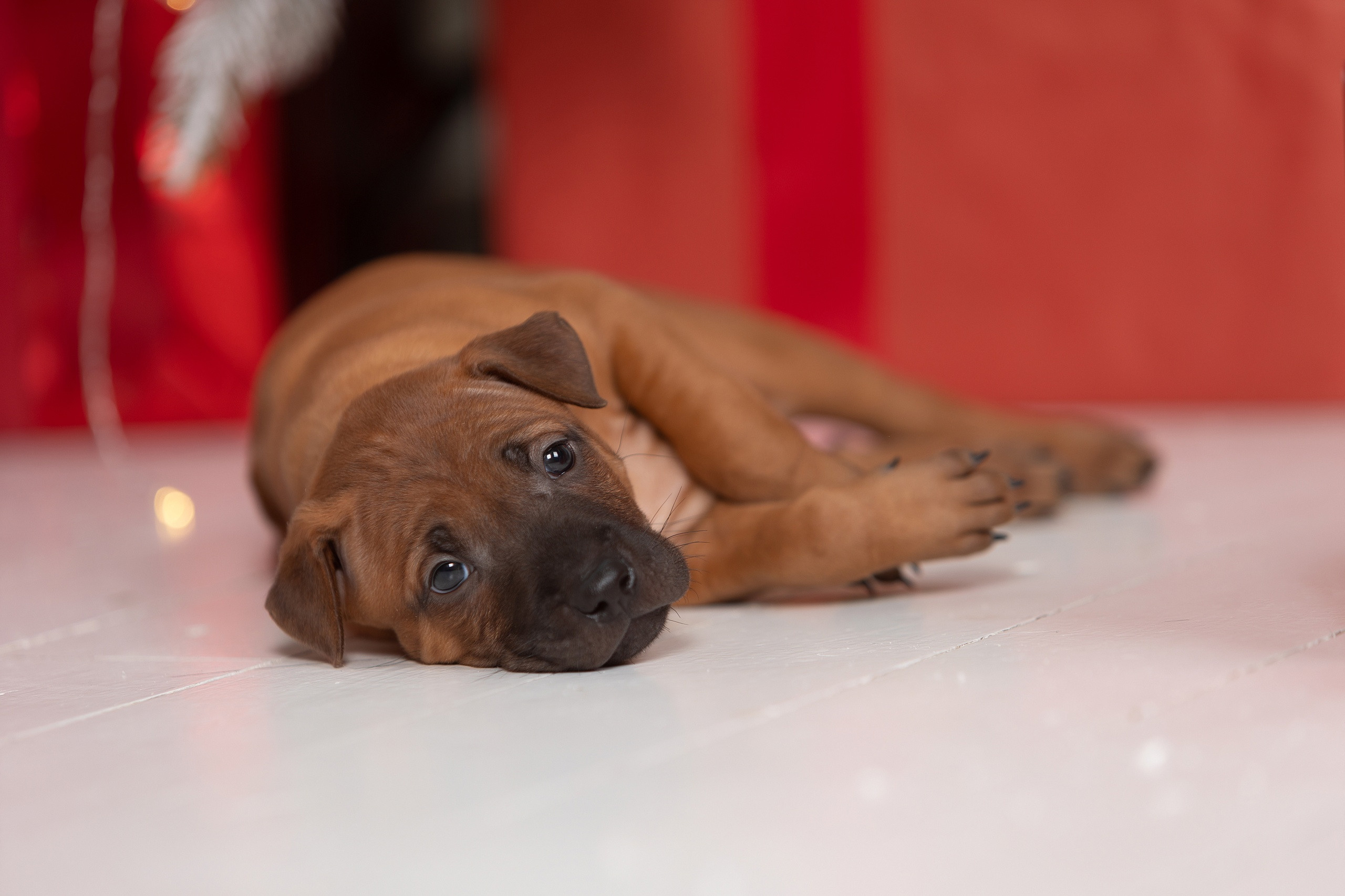 Студия. Фотограф-анималист Антон Базылевич