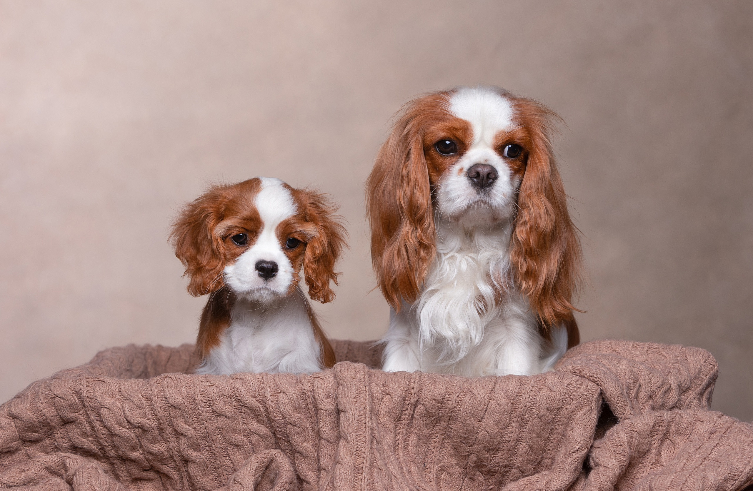 Студия. Фотограф-анималист Антон Базылевич