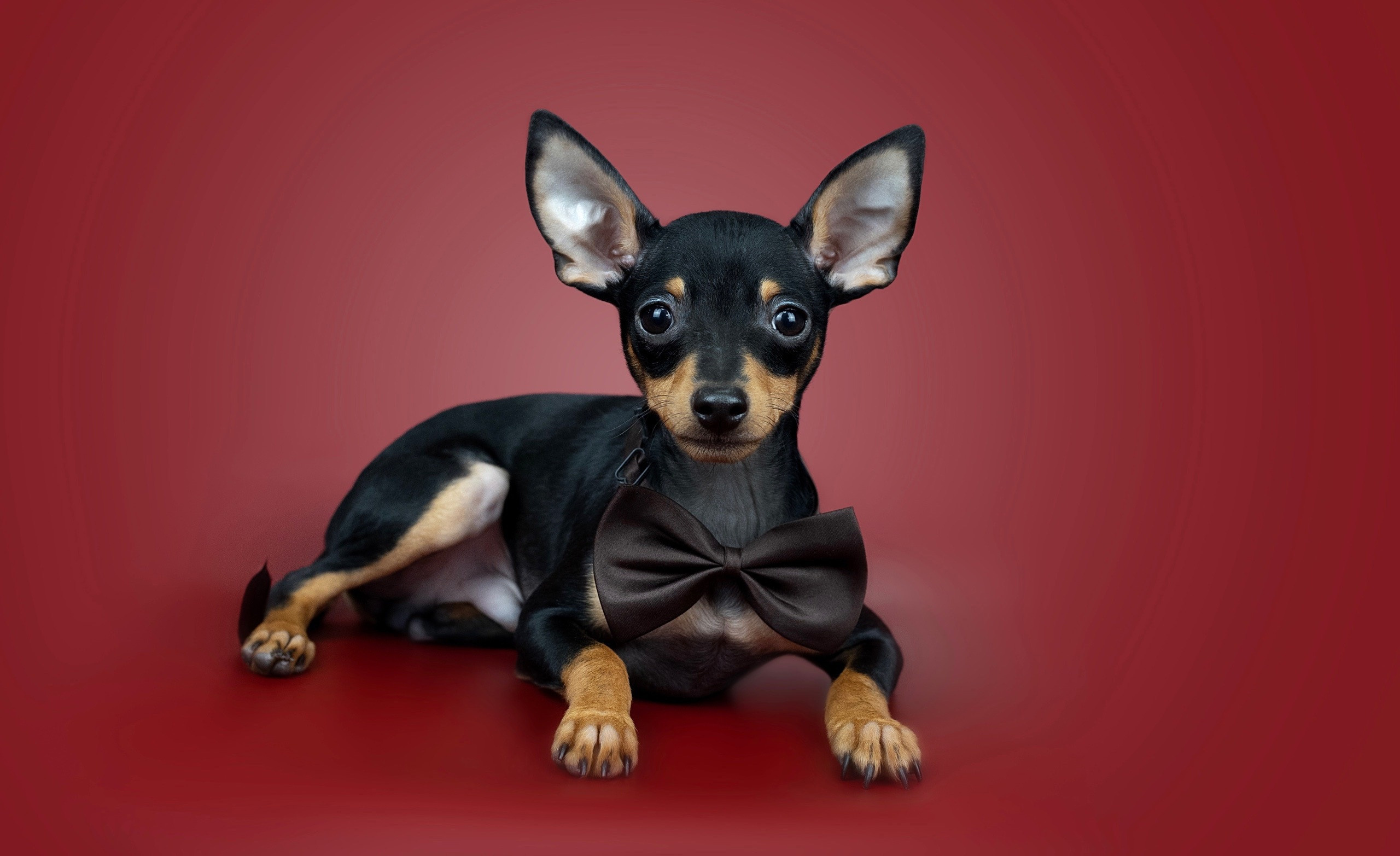 Студия. Фотограф-анималист Антон Базылевич