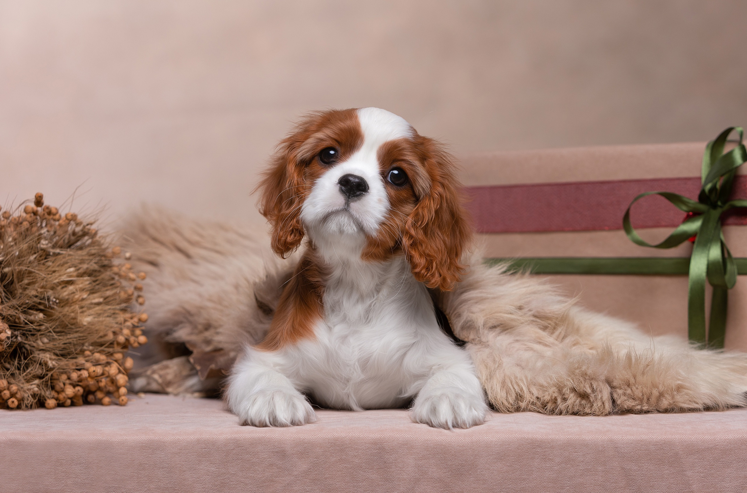 Студия. Фотограф-анималист Антон Базылевич