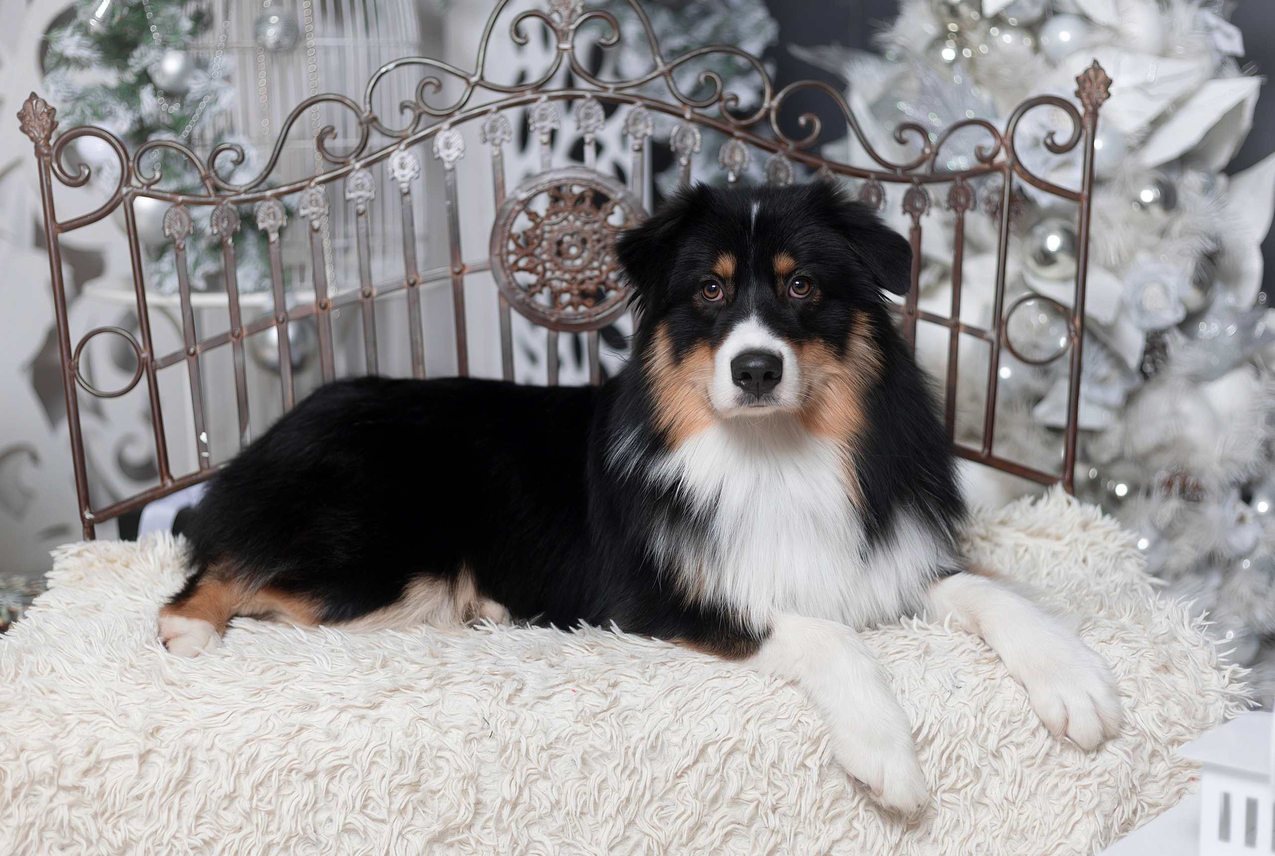 Студия. Фотограф-анималист Антон Базылевич