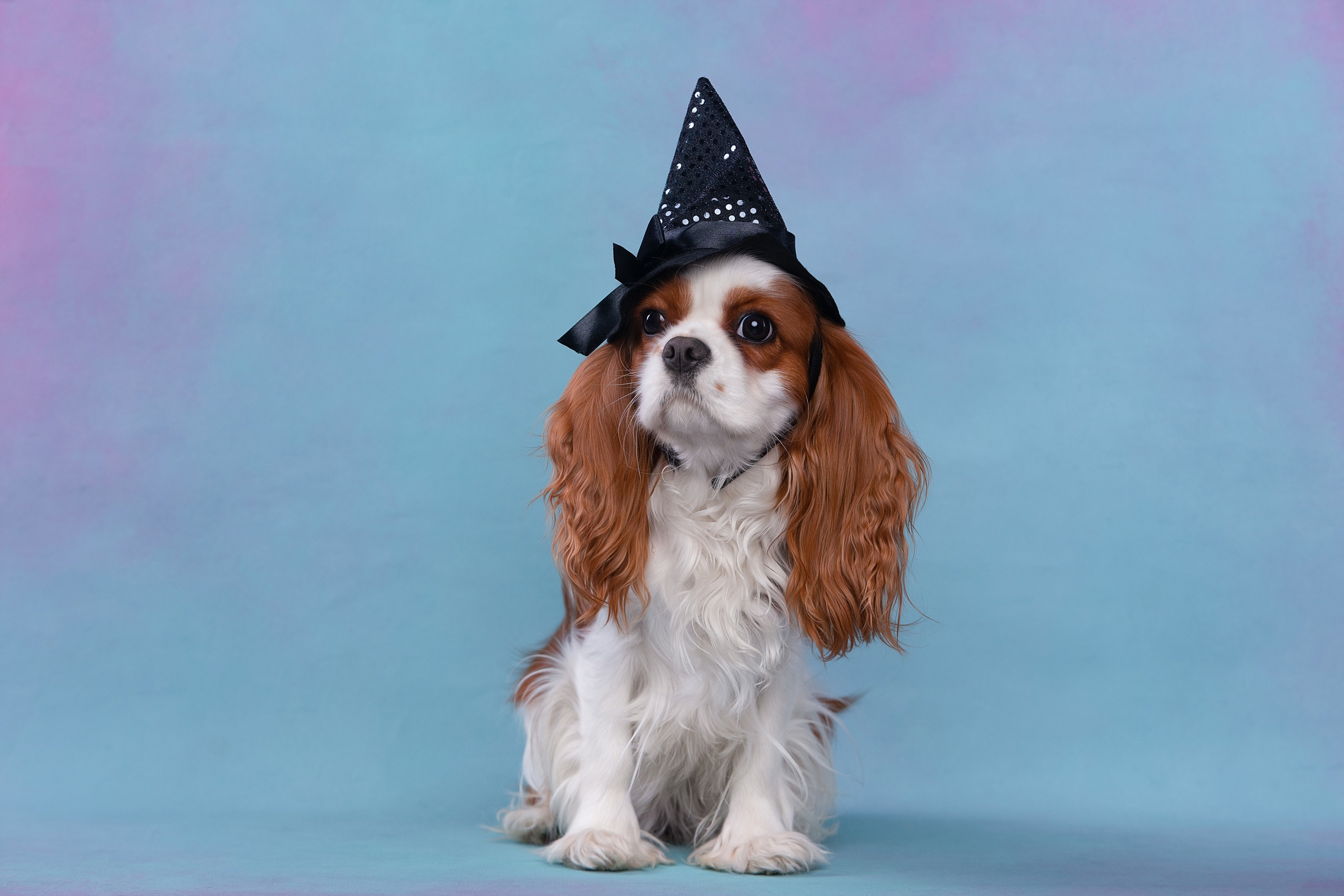 Студия. Фотограф-анималист Антон Базылевич