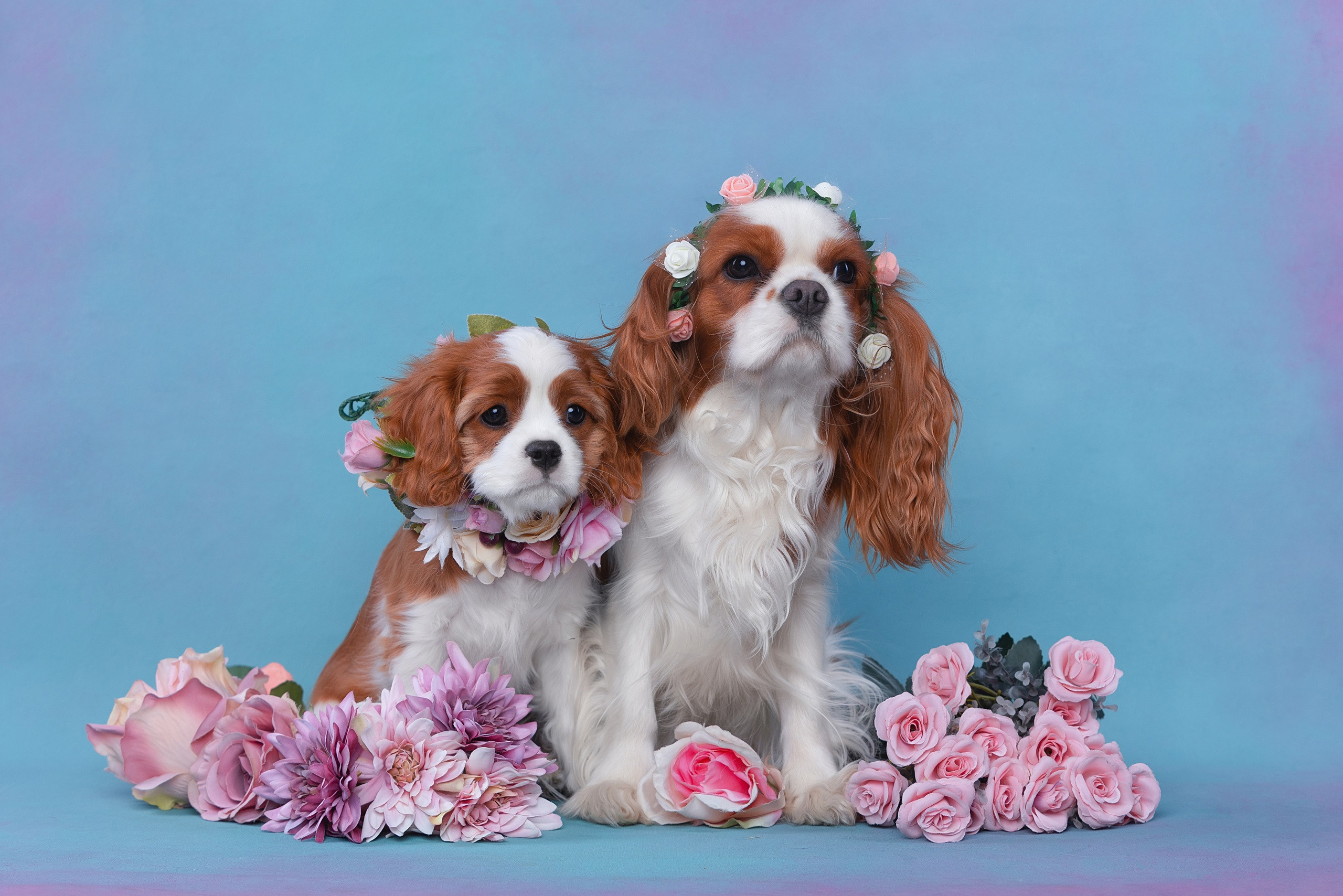 Студия. Фотограф-анималист Антон Базылевич