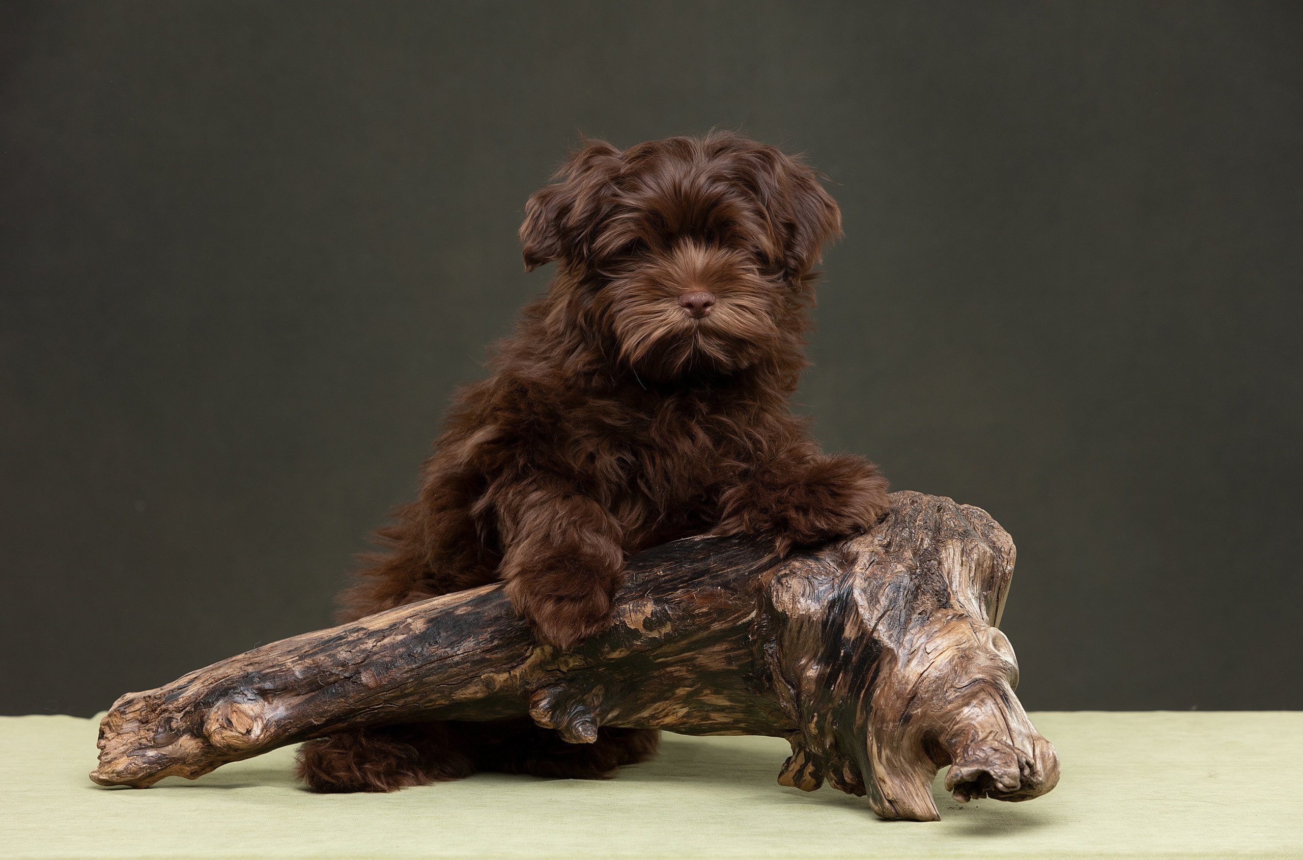 Студия. Фотограф-анималист Антон Базылевич