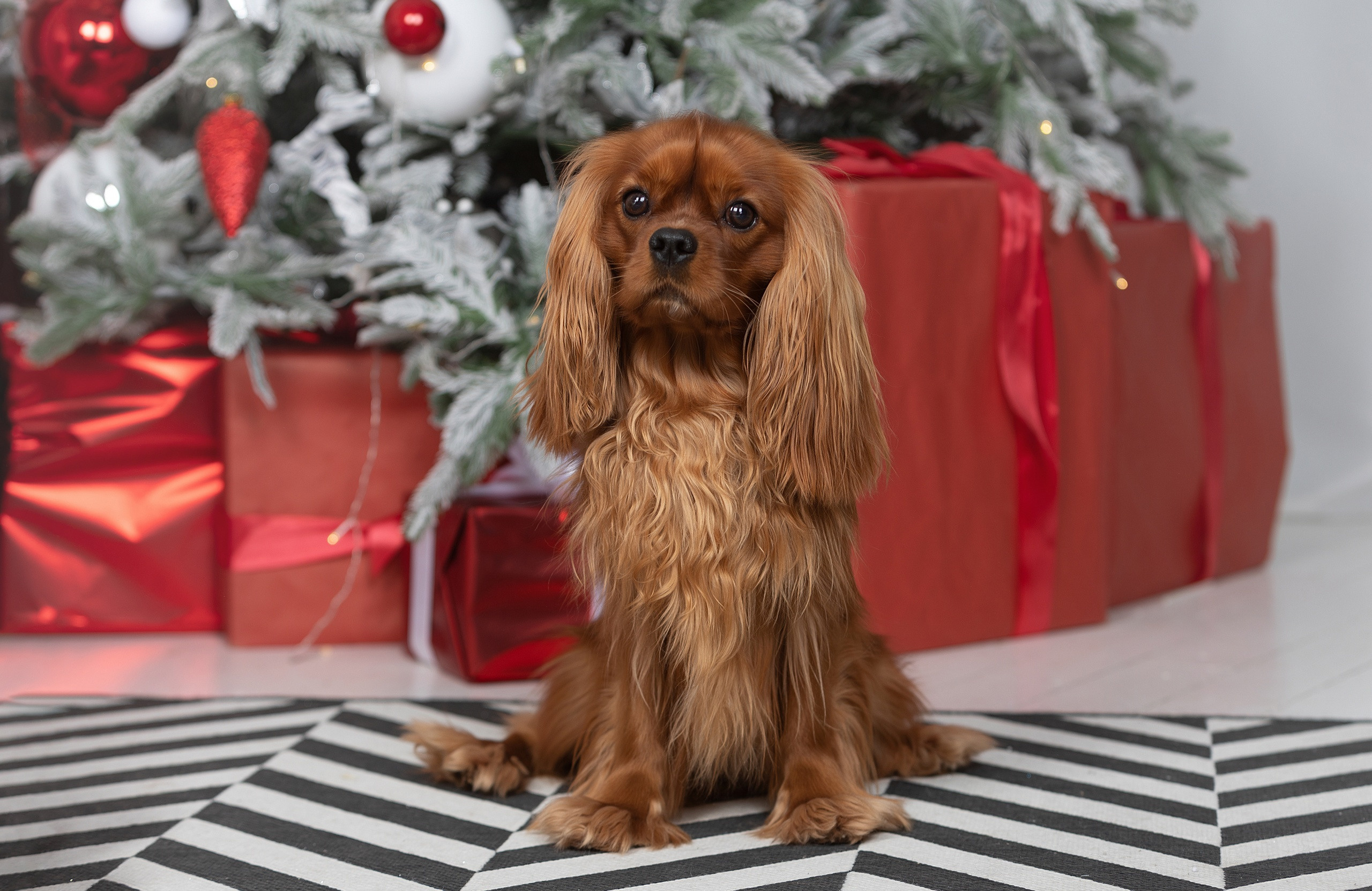 Студия. Фотограф-анималист Антон Базылевич