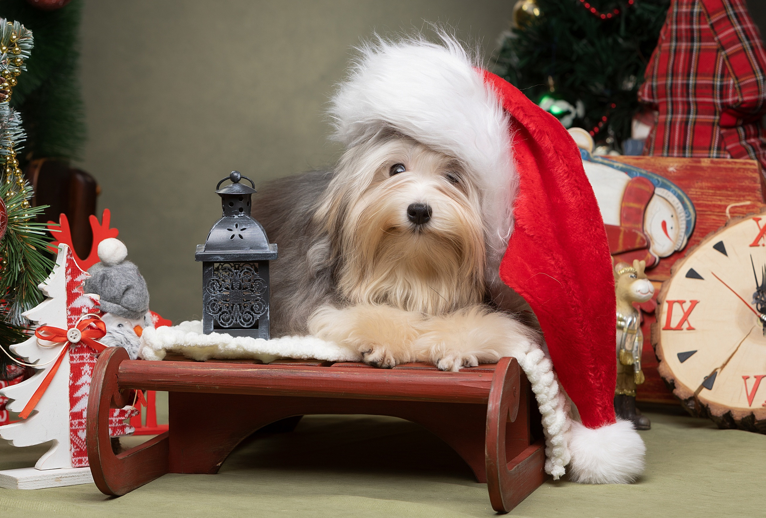 Студия. Фотограф-анималист Антон Базылевич