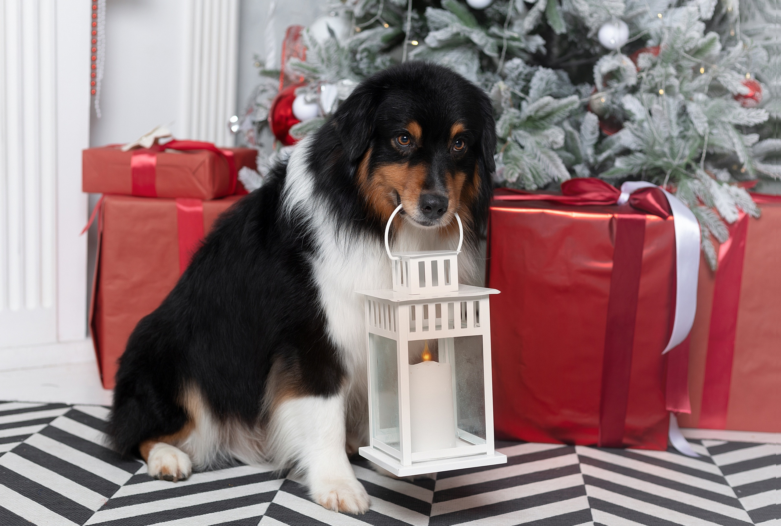 Студия. Фотограф-анималист Антон Базылевич