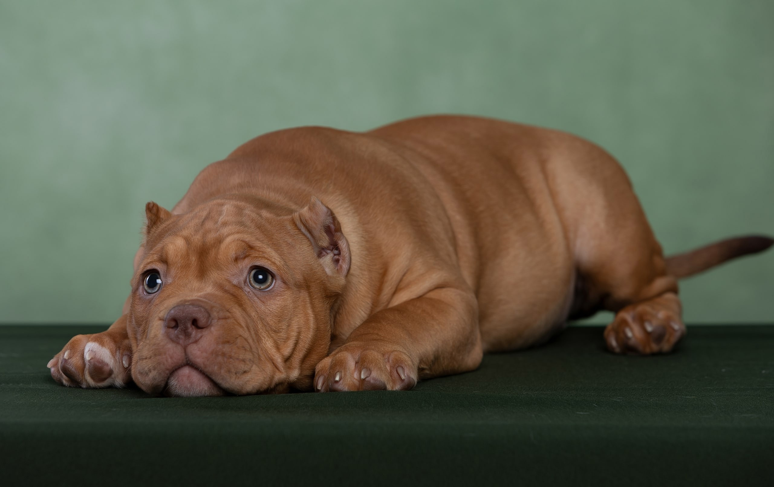 Студия. Фотограф-анималист Антон Базылевич