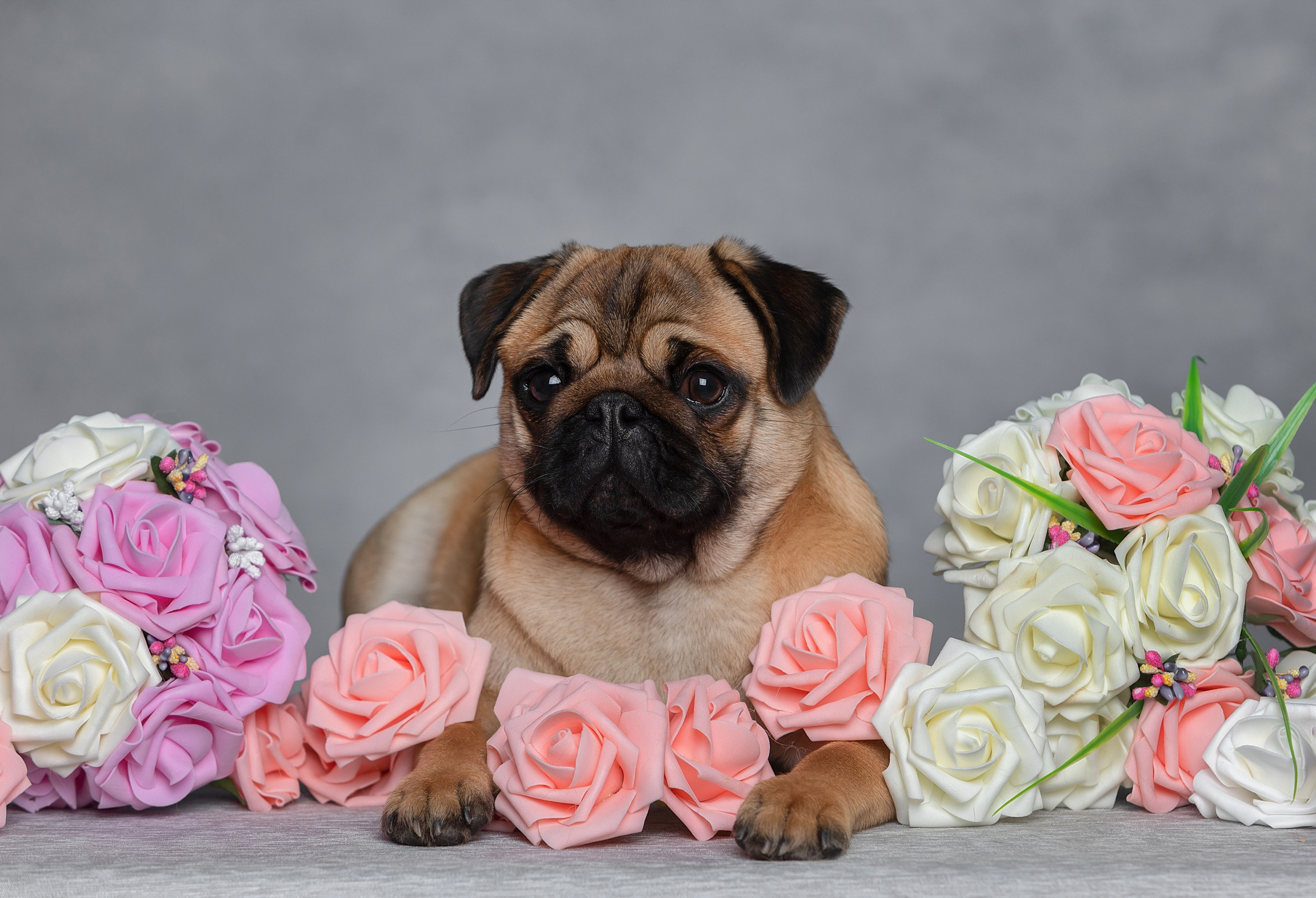 Студия. Фотограф-анималист Антон Базылевич