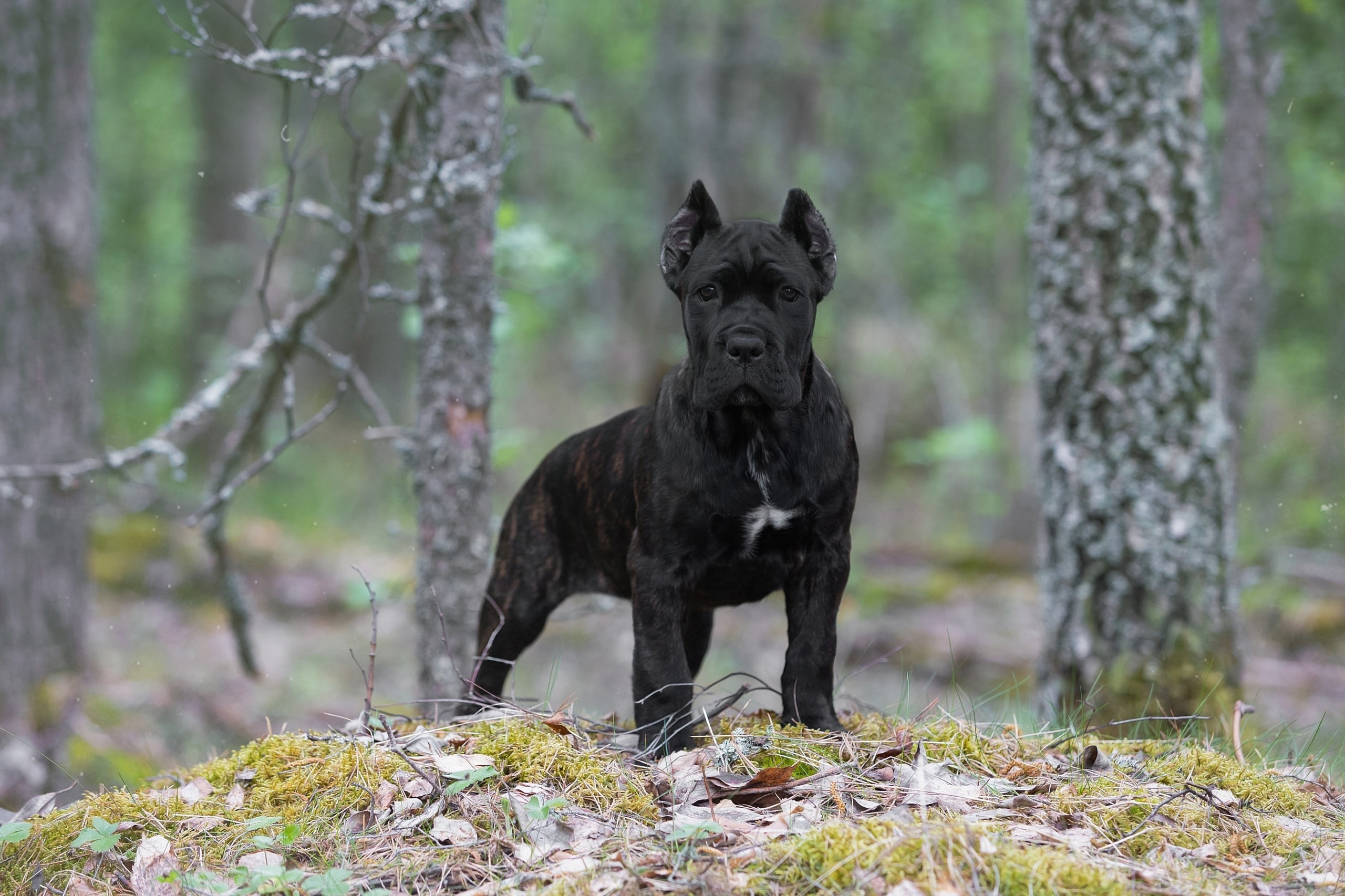Улица. Фотограф-анималист Антон Базылевич