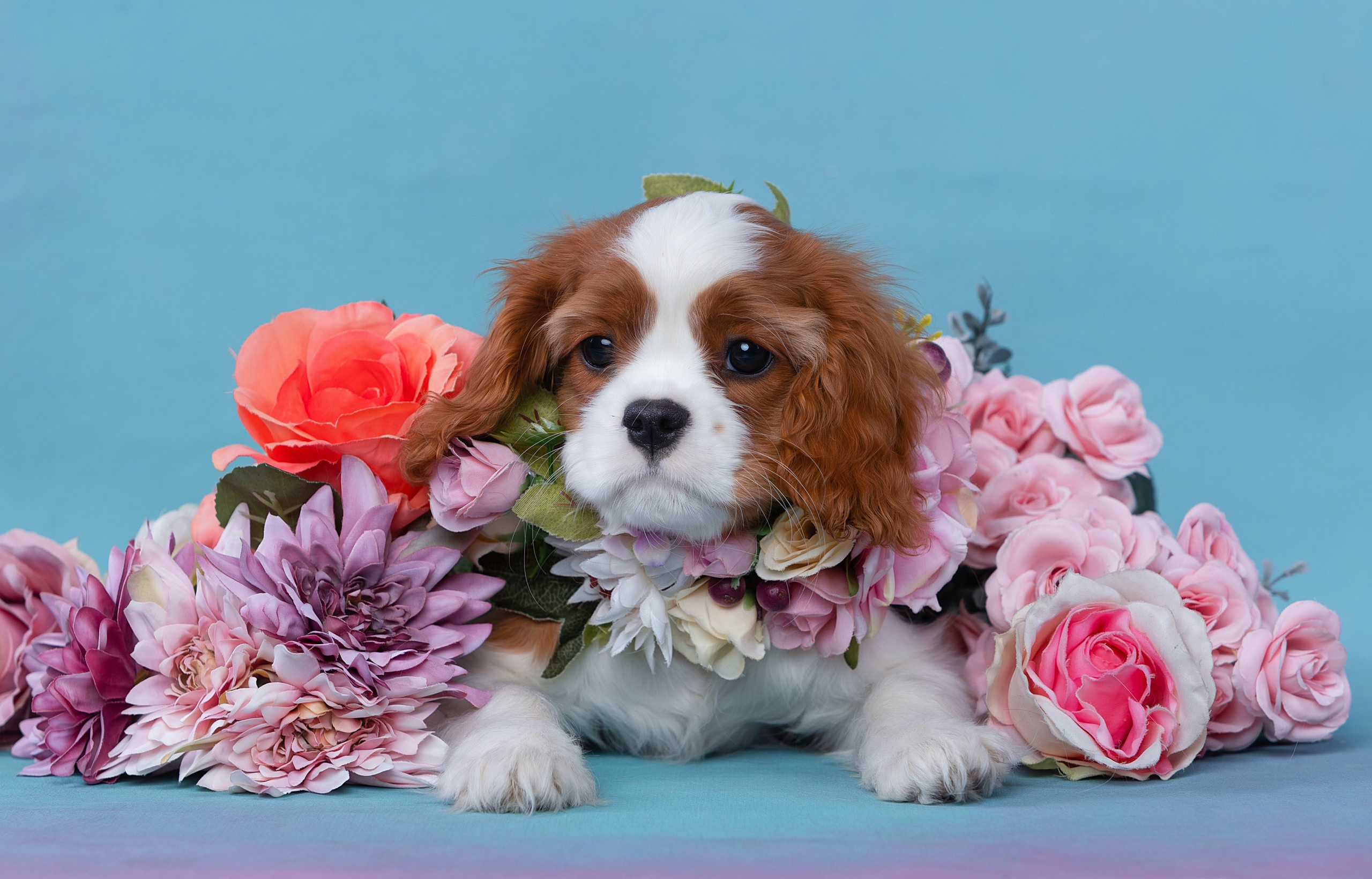 Студия. Фотограф-анималист Антон Базылевич