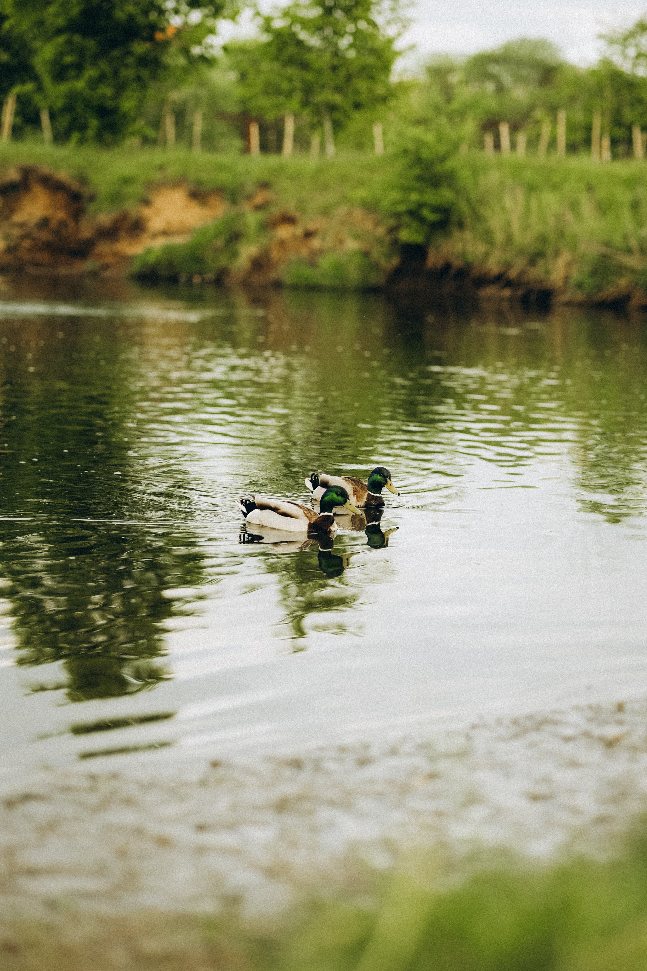 Семейная прогулка в Динопарке