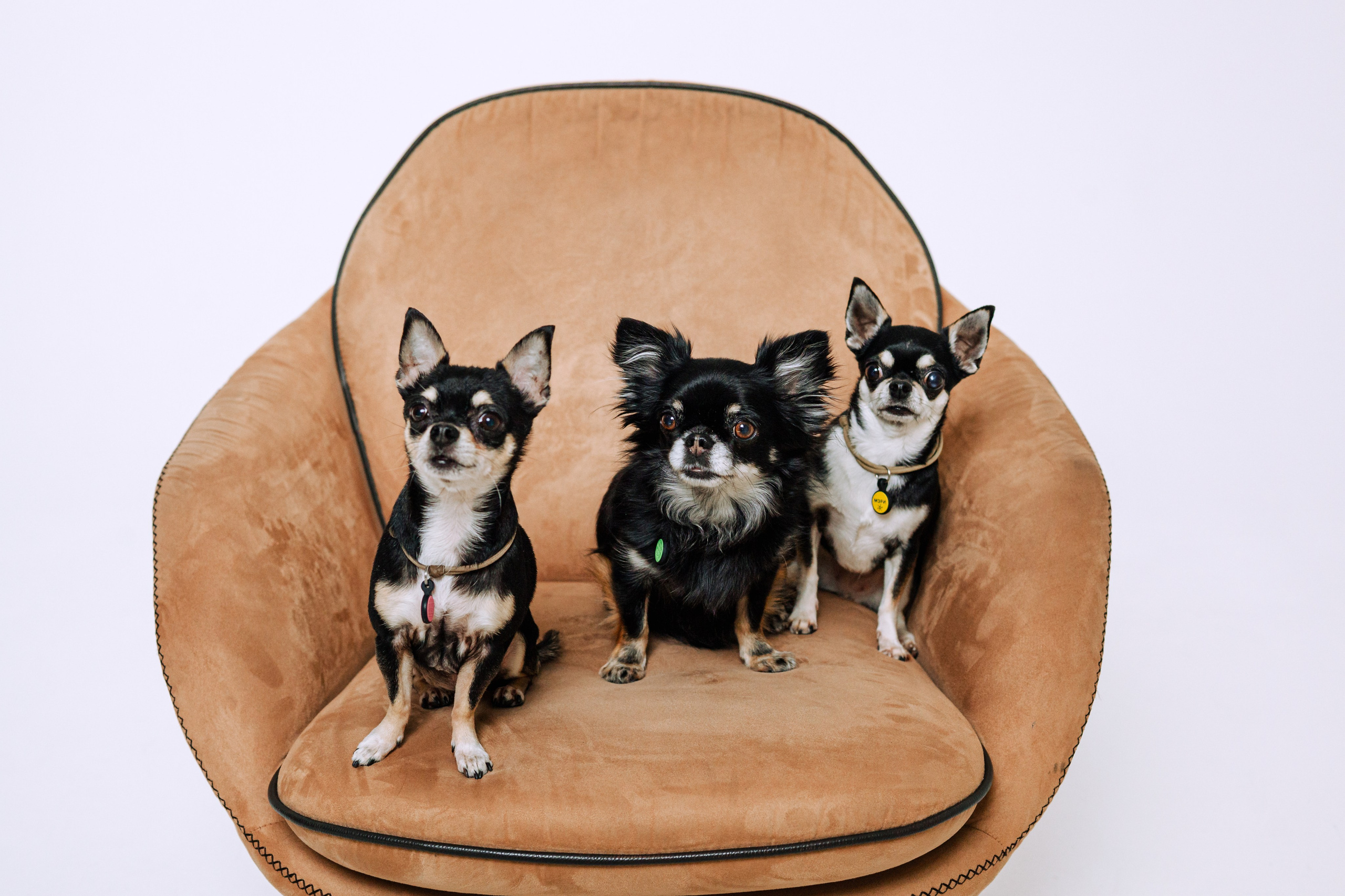 Семейная фотосессия. Фотограф-анималист Татьяна Степанова