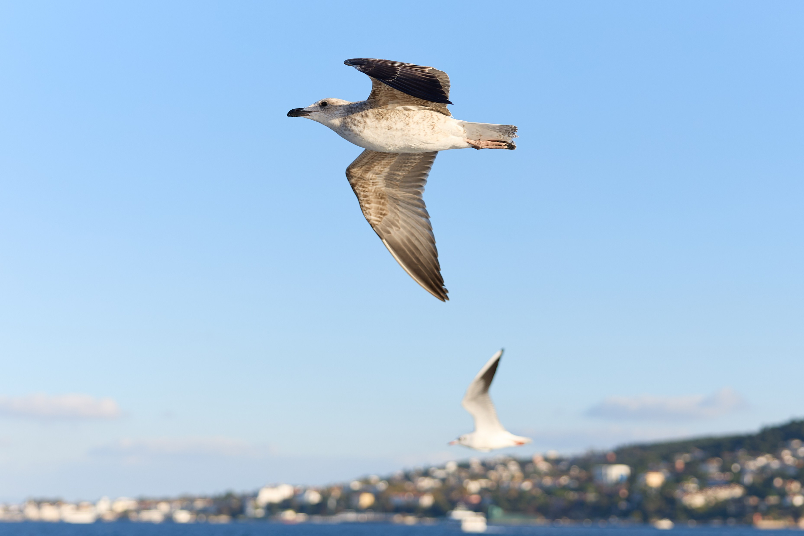 Стамбул 24. Фотограф Москва, Дима Пеллер