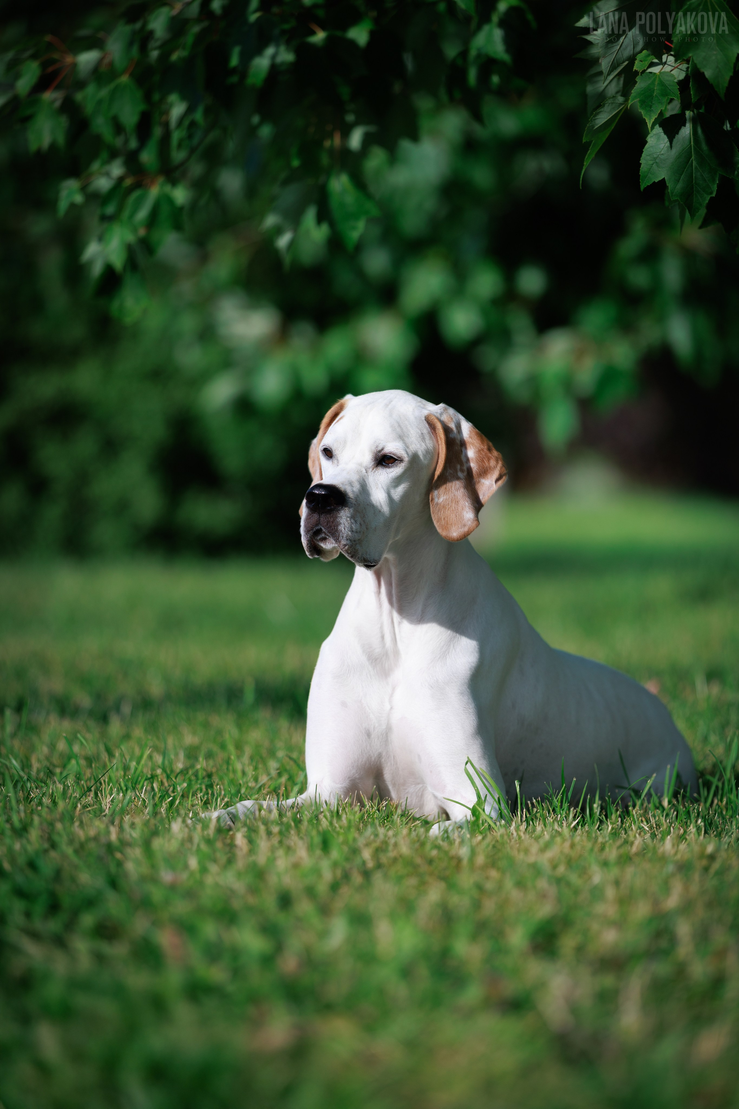 Как подготовить собаку к выставке: чек-лист для фото. ФОТОГРАФ-АНИМАЛИСТ l LANA POLYAKOVA