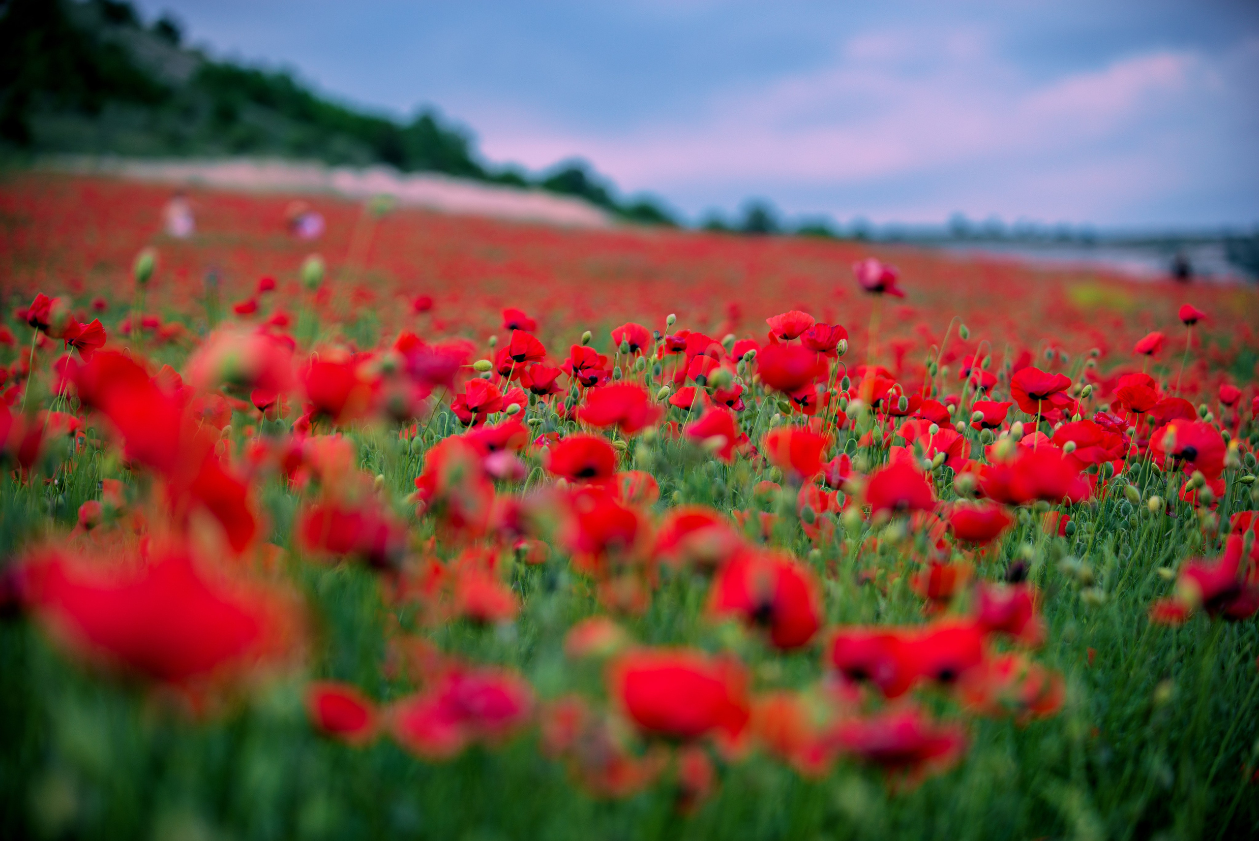 Что цветет в Крыму зимой, весной, летом и осенью. Семейный фотограф в Севастополе и Крыму Александра Погребняк