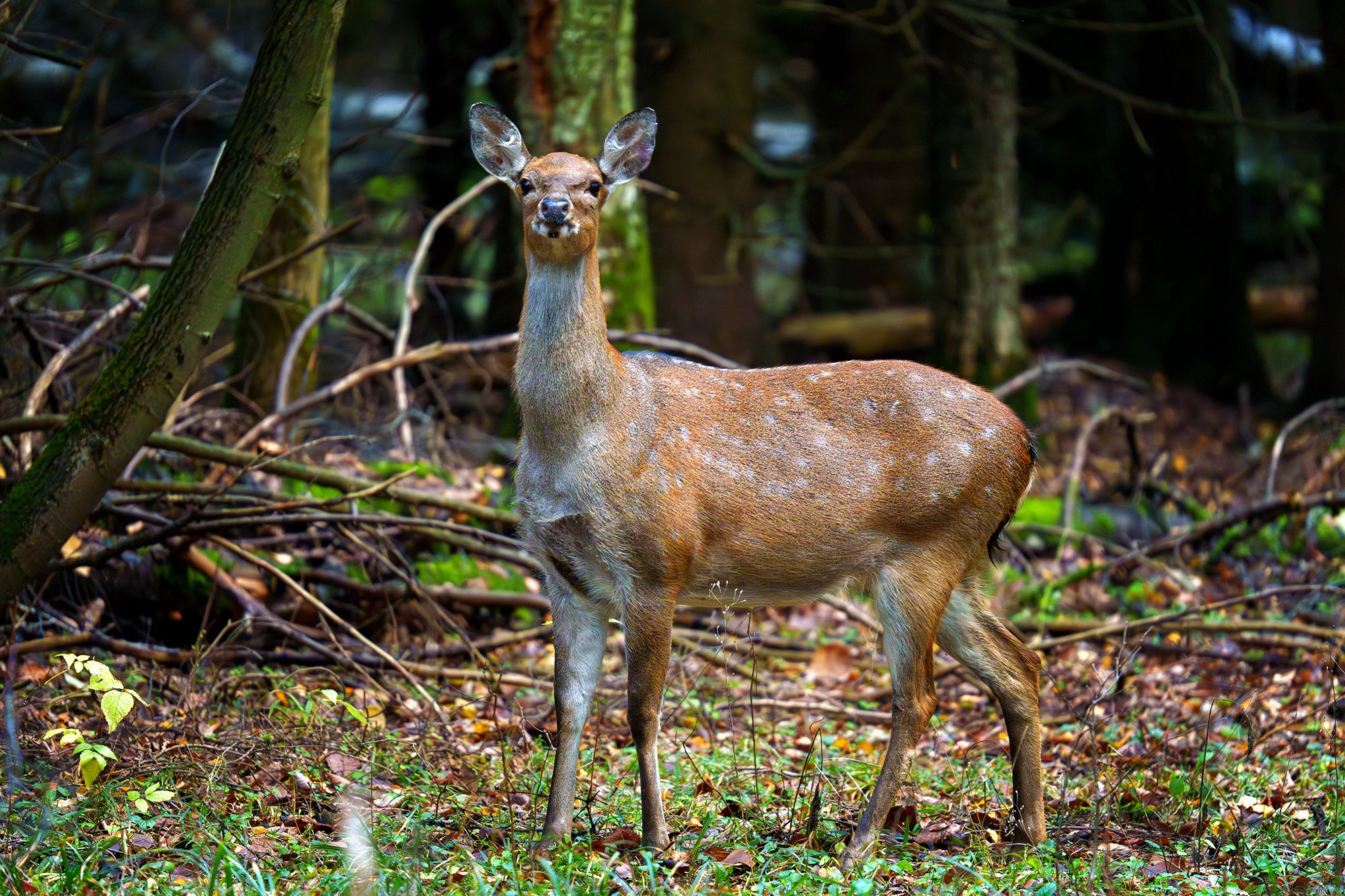 Животные. Ваш личный фотограф Марина Волкова