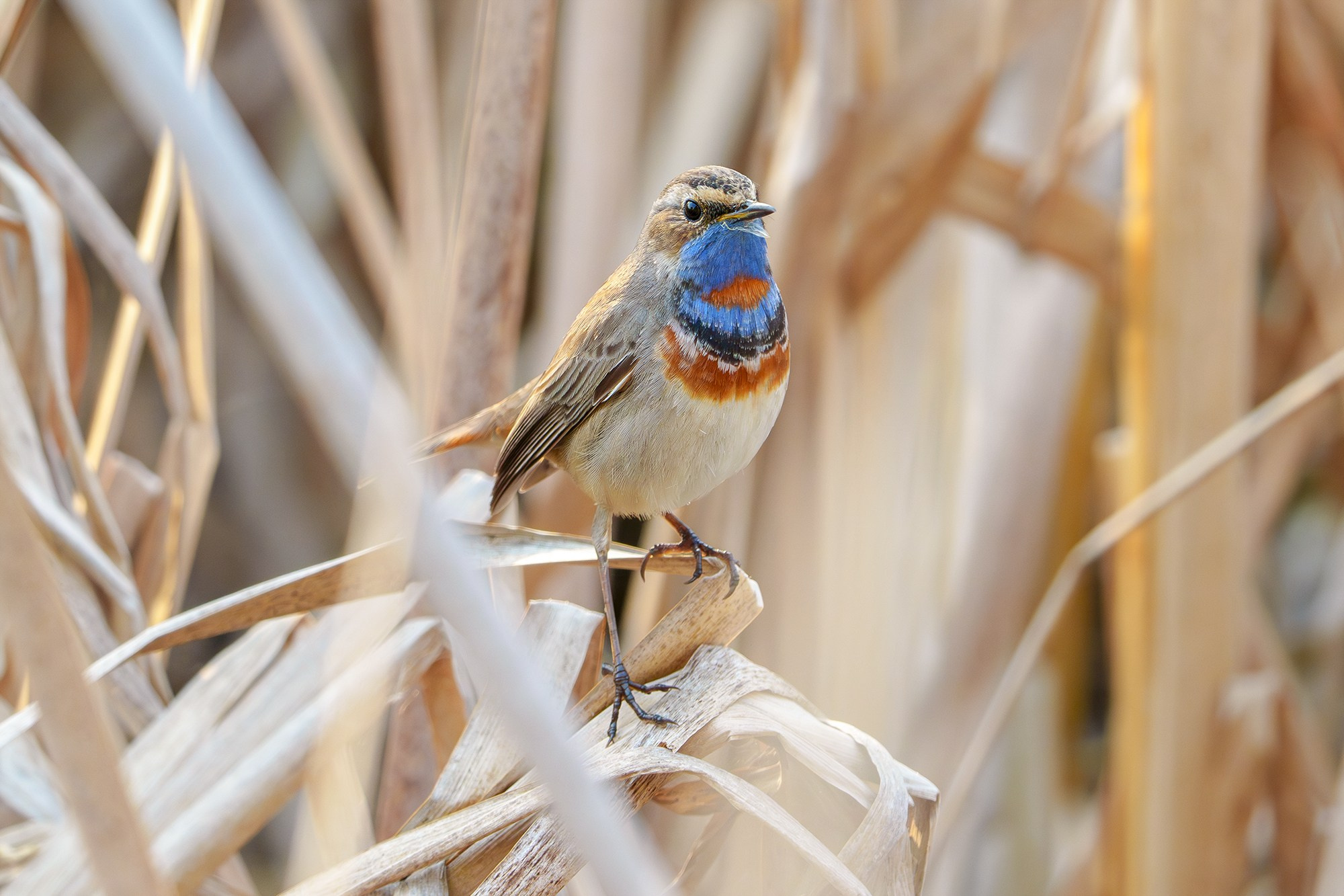Удивительные мир птиц. Вокруг нас столько прекрасного — присмотритесь!. Ваш личный фотограф Марина Волкова