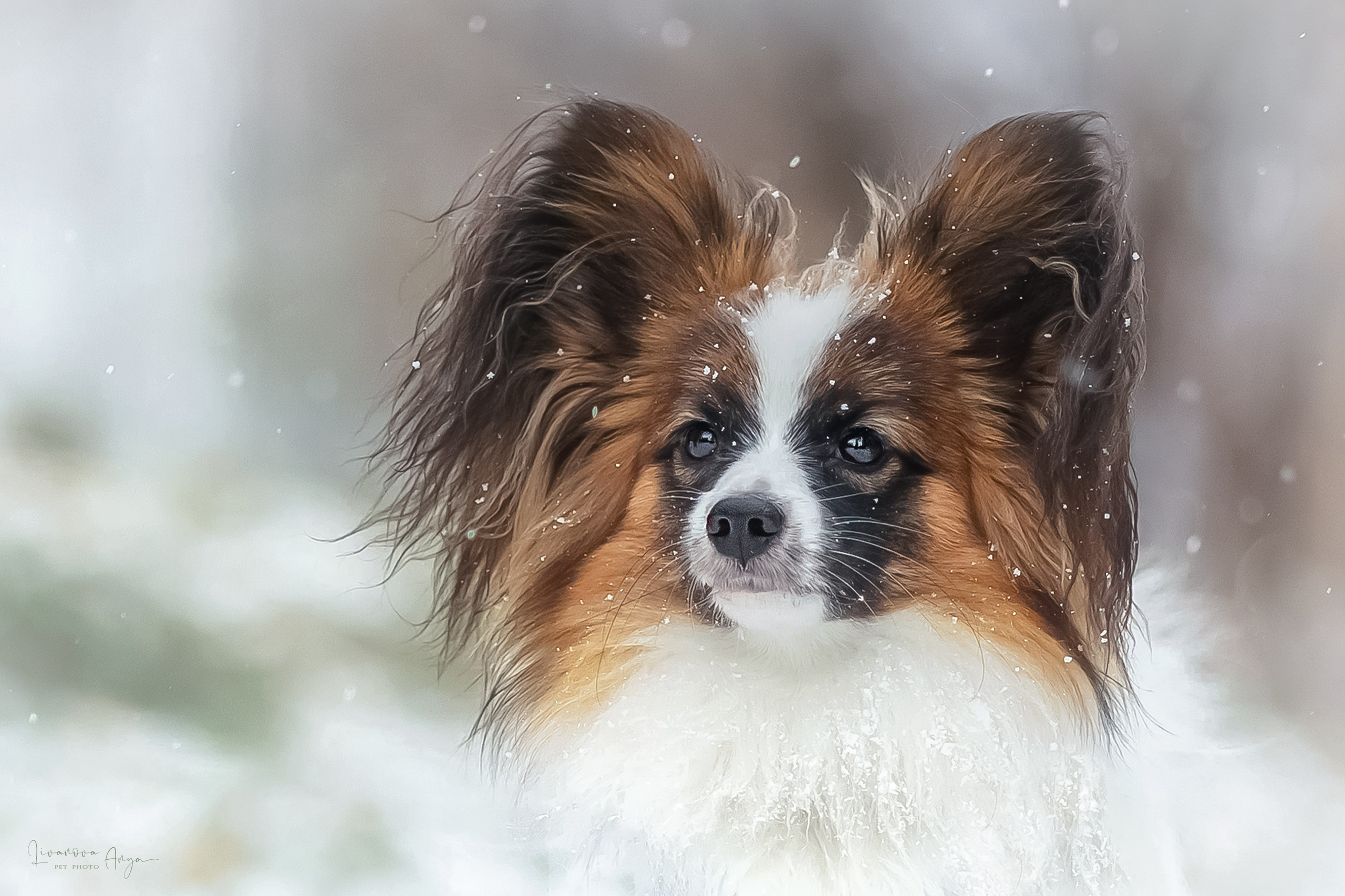 Хьюстон. Фотограф анималист Аня Ливанова | Рыбинск