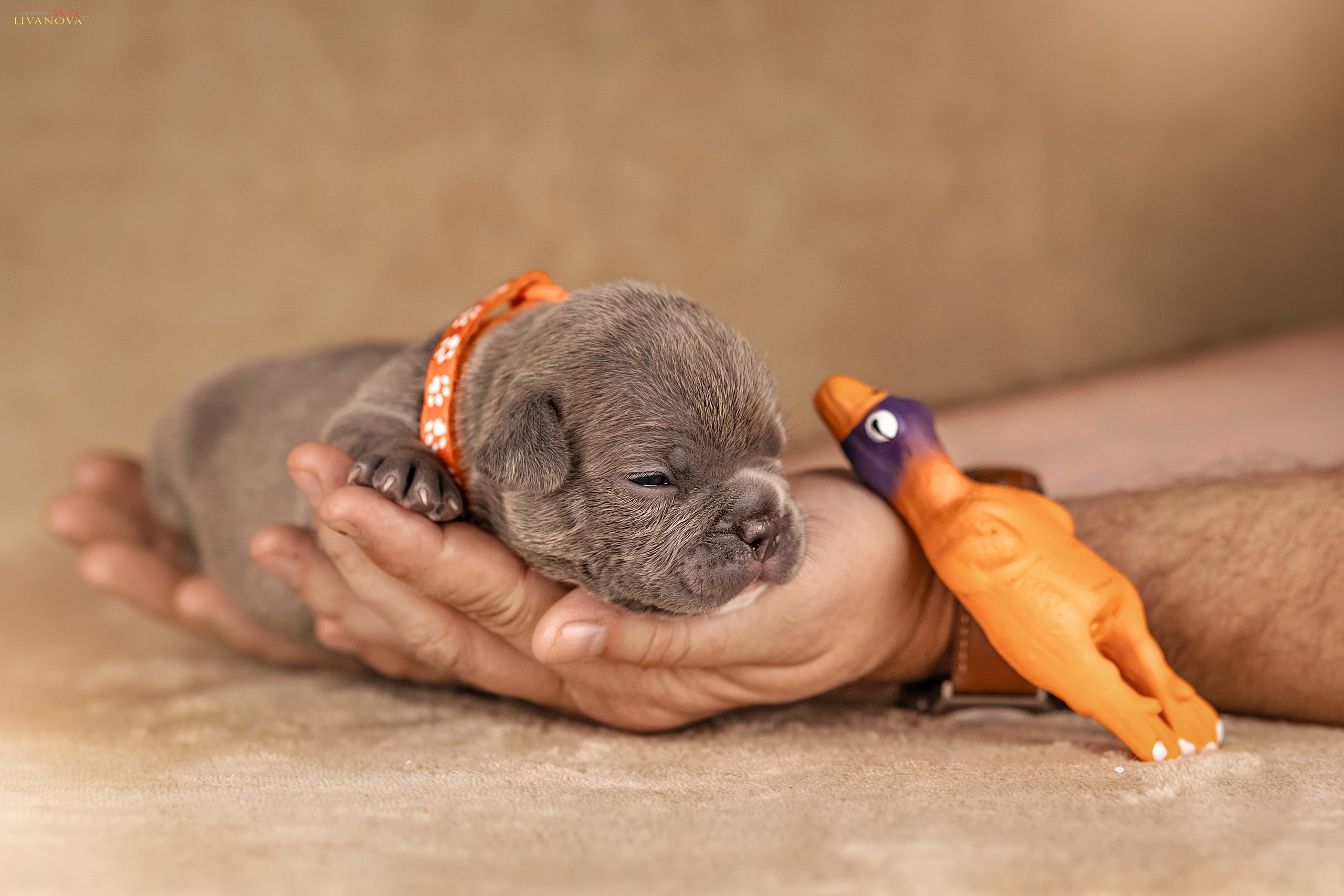 Амбулли. Фотограф анималист Аня Ливанова | Рыбинск