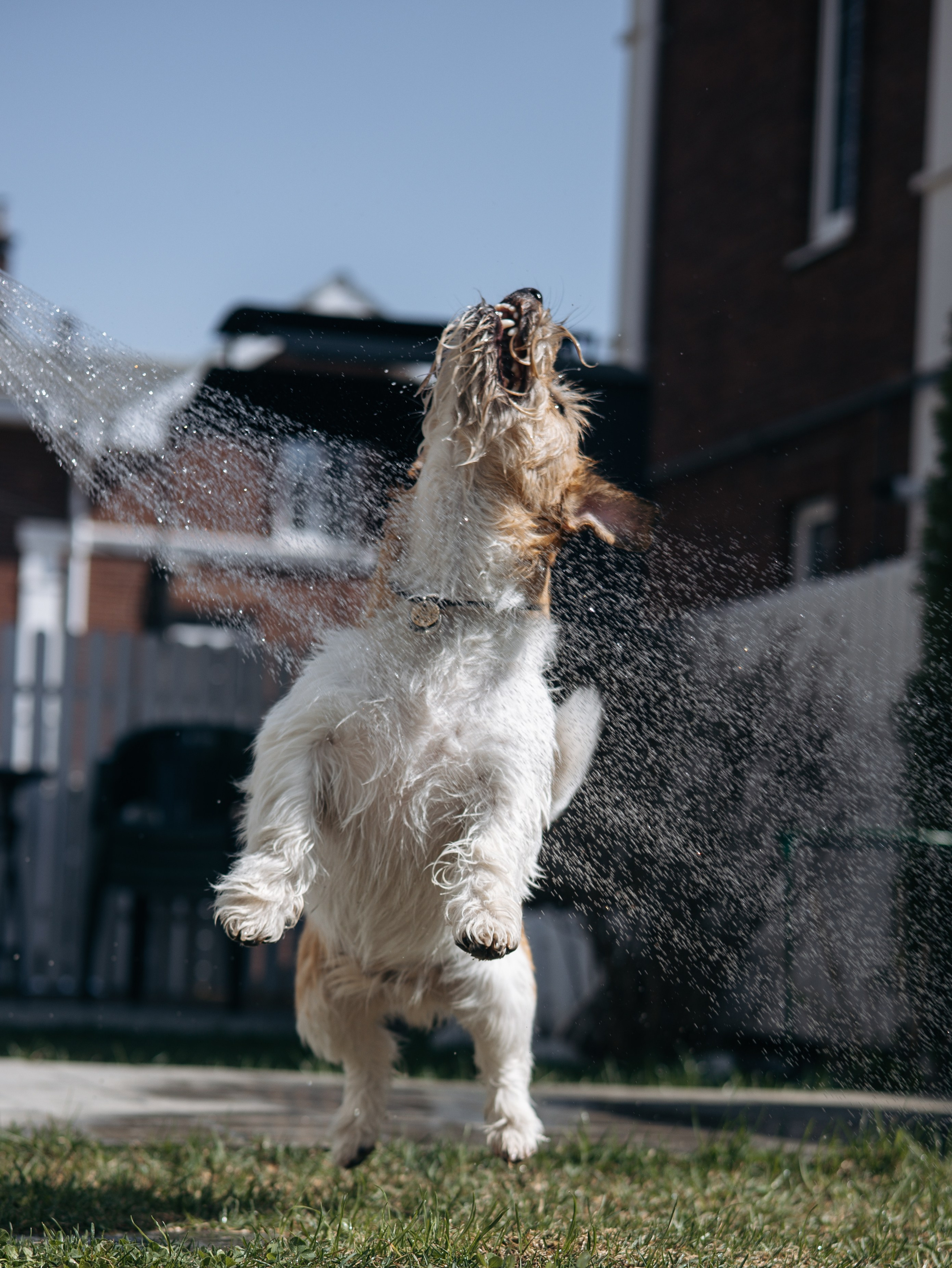 День рождение Зенита. Фотограф-анималист в Москве Кириллова Татьяна