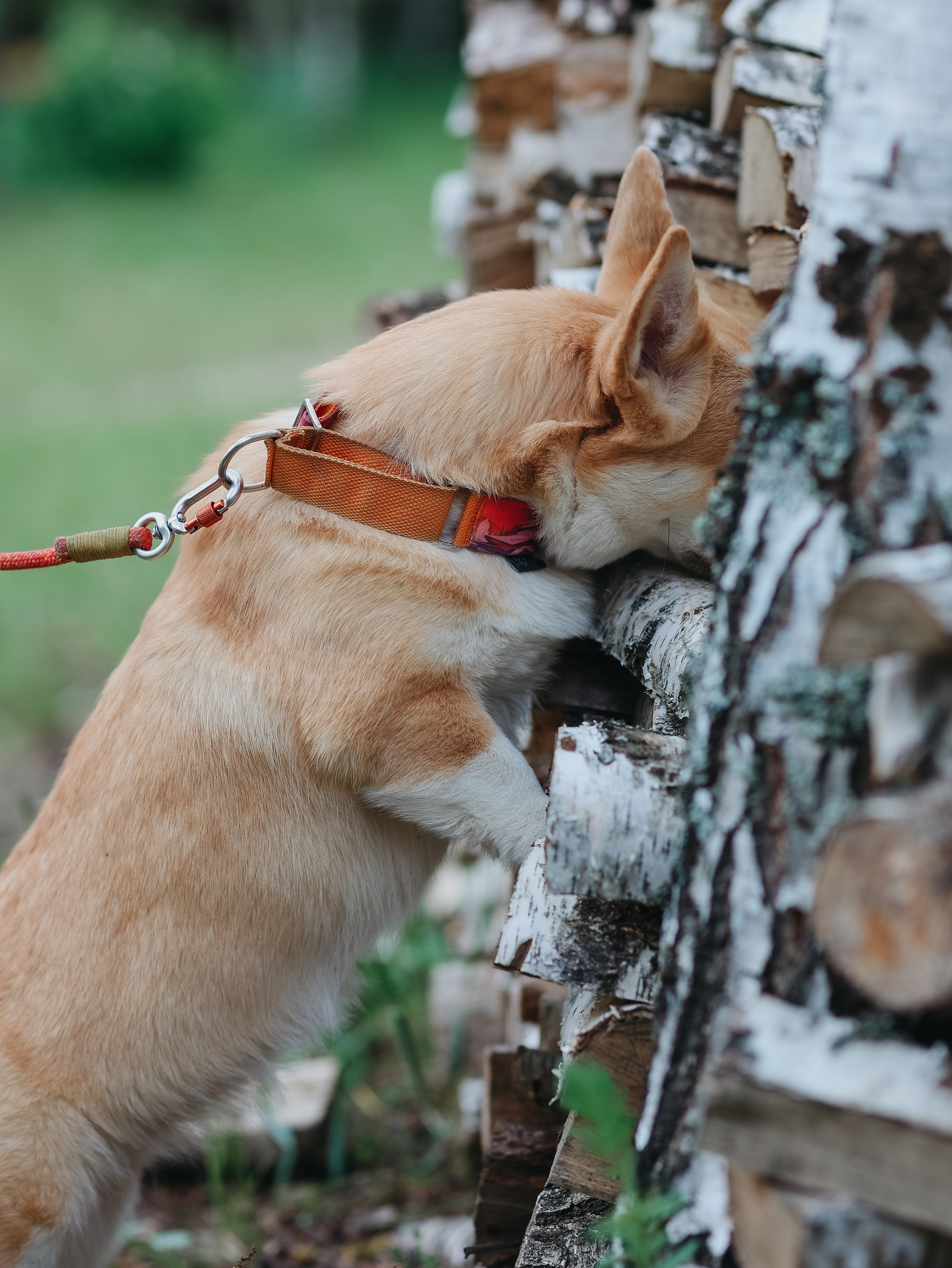 Лагерь ноузворк. Фотограф-анималист в Москве Кириллова Татьяна