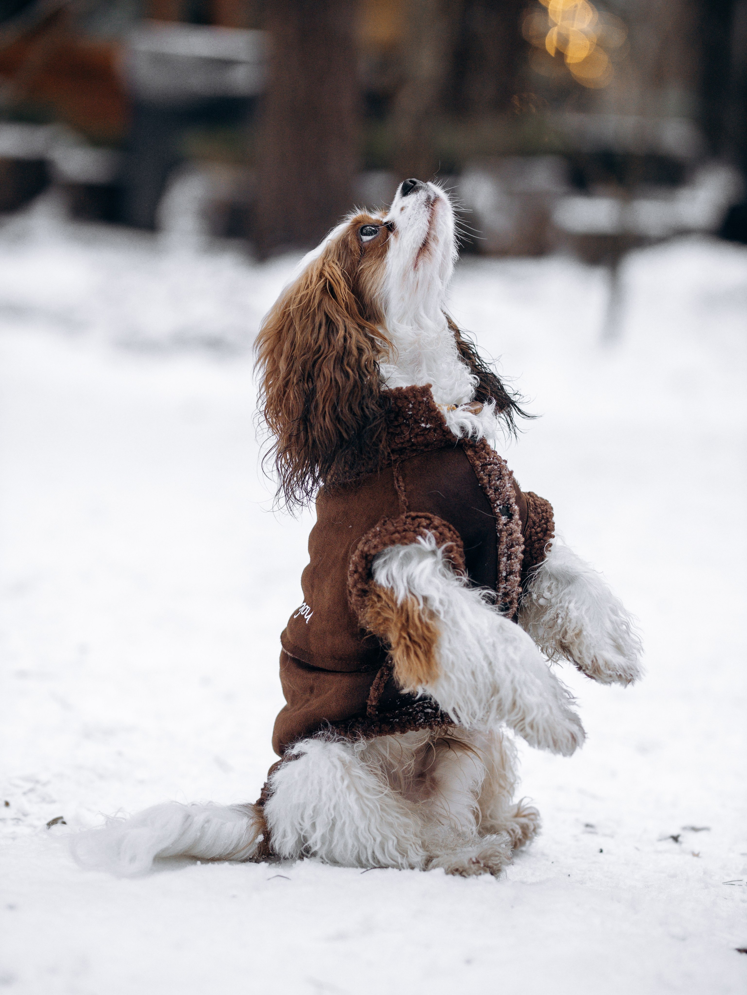 Дарси и Маша. Фотограф-анималист в Москве Кириллова Татьяна