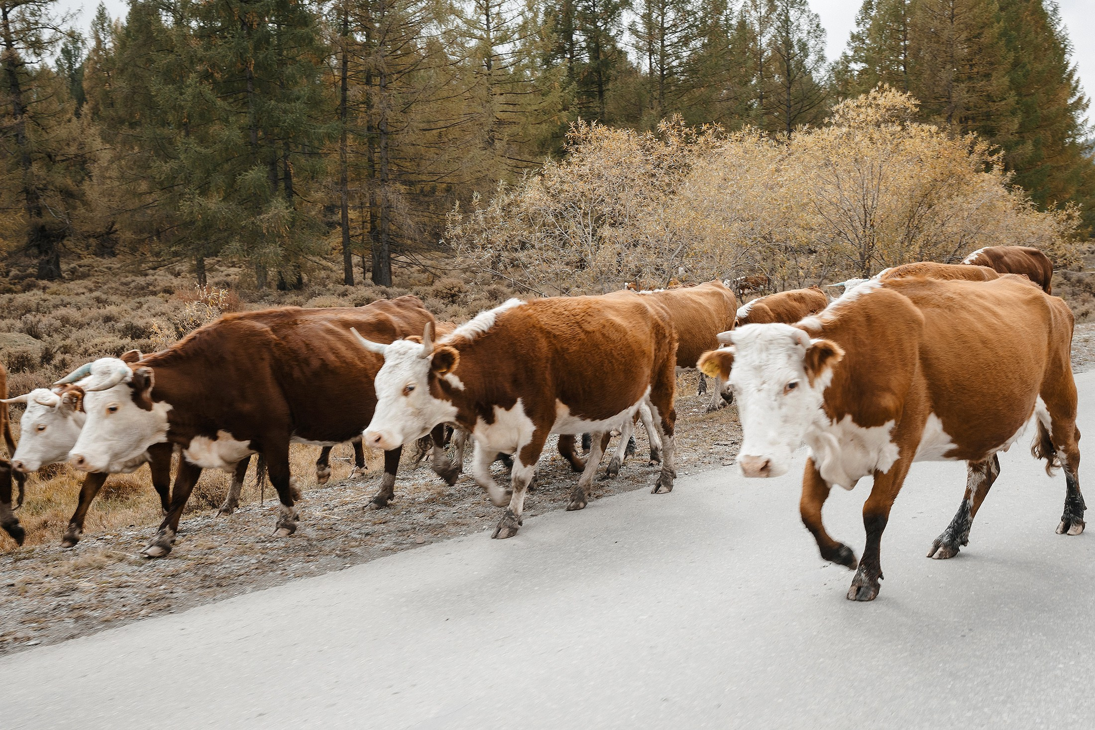 Женя и Яна. Свадебный фотограф в Москве и МО Александр Ласковенков