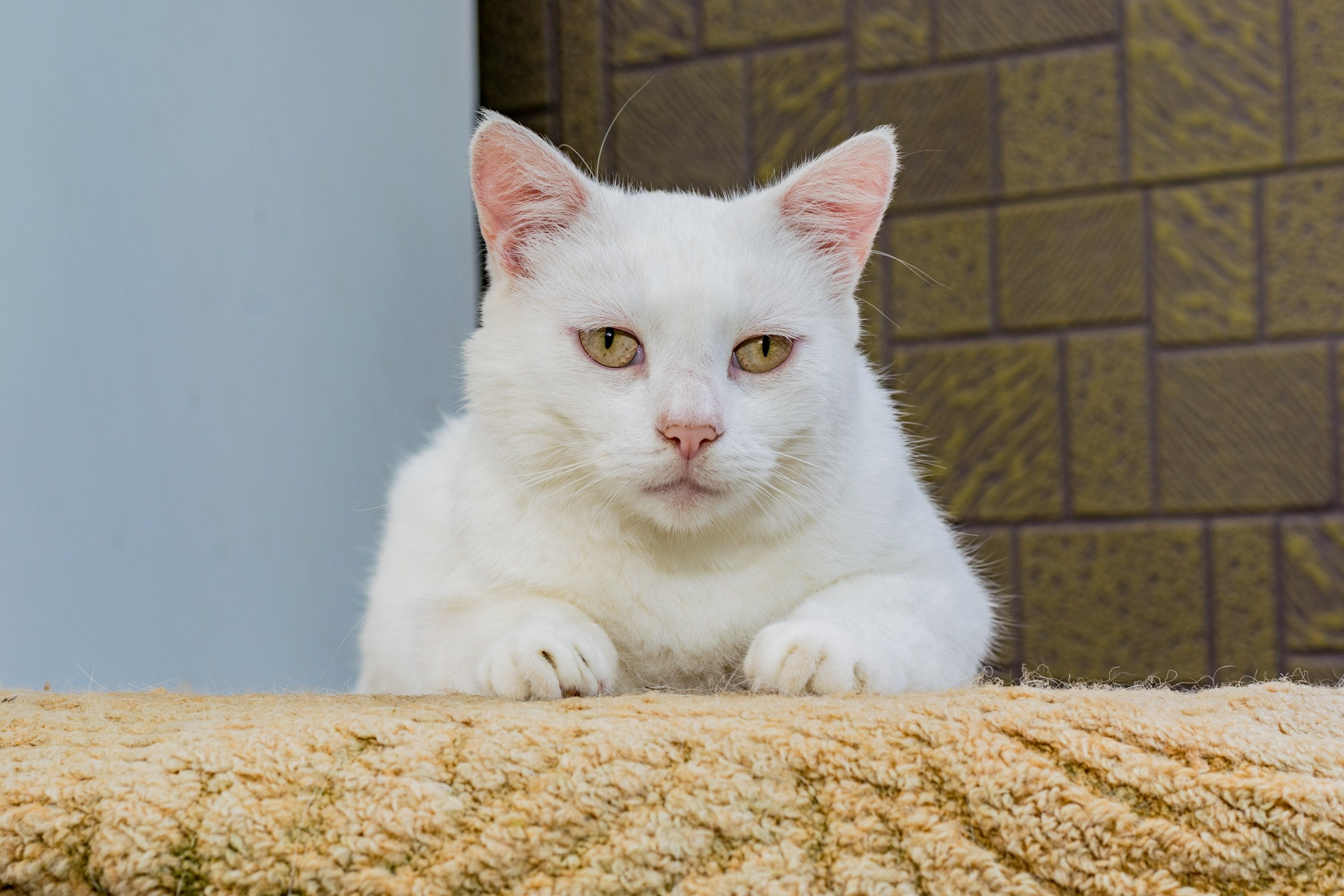 Антон Курдюмов фотограф в Хабаровске Рина Курдюмова фото27 foto27 Антон Дорофеев репортажный репортаж документалист Тони и Рина фотосоздатели Виноградники Хехцир 2024 Хабаровск виноград дикий фермер фермерство дачный сезон