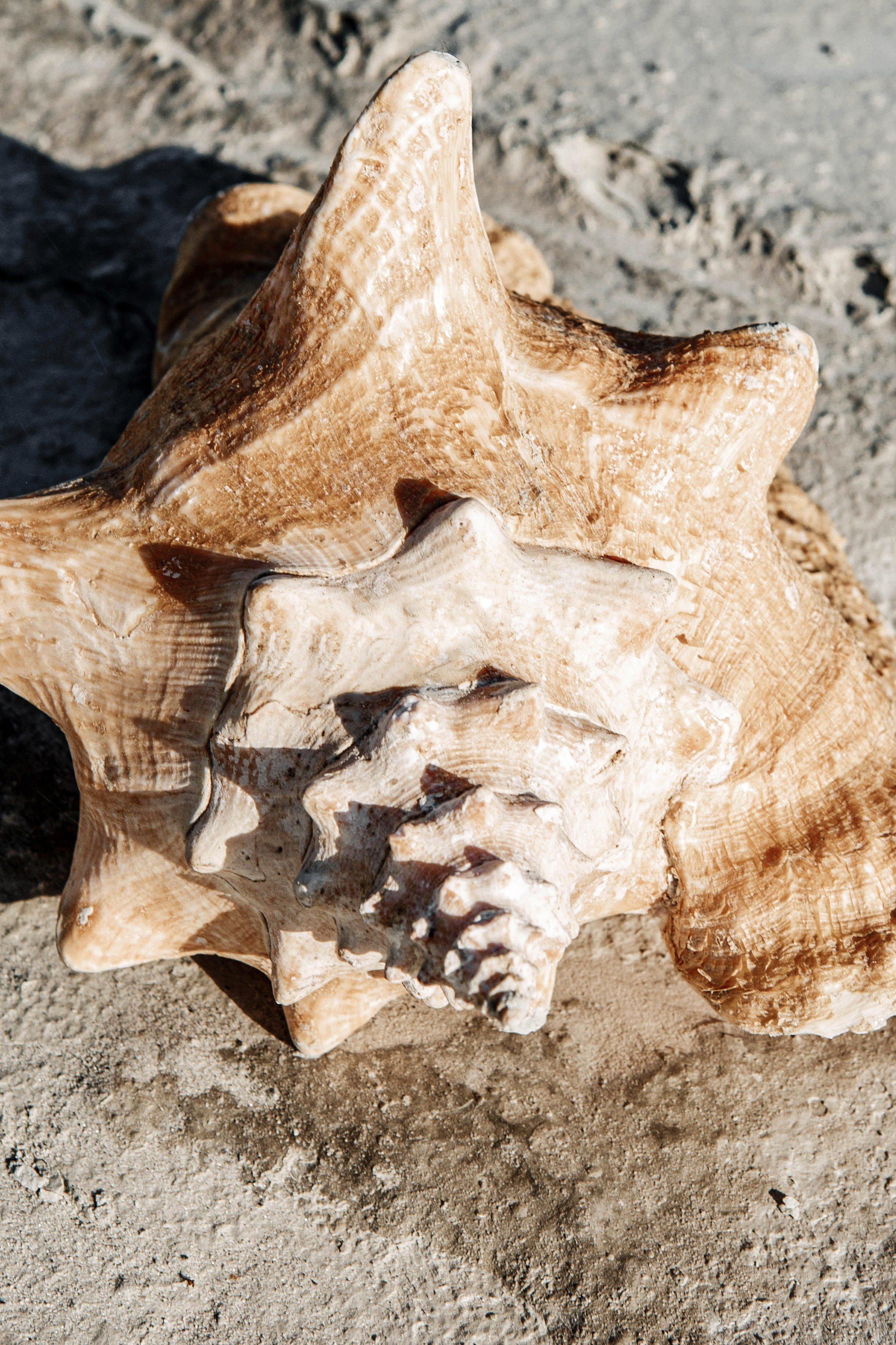 РАКУШКА. Фотограф Екатерина Голицына