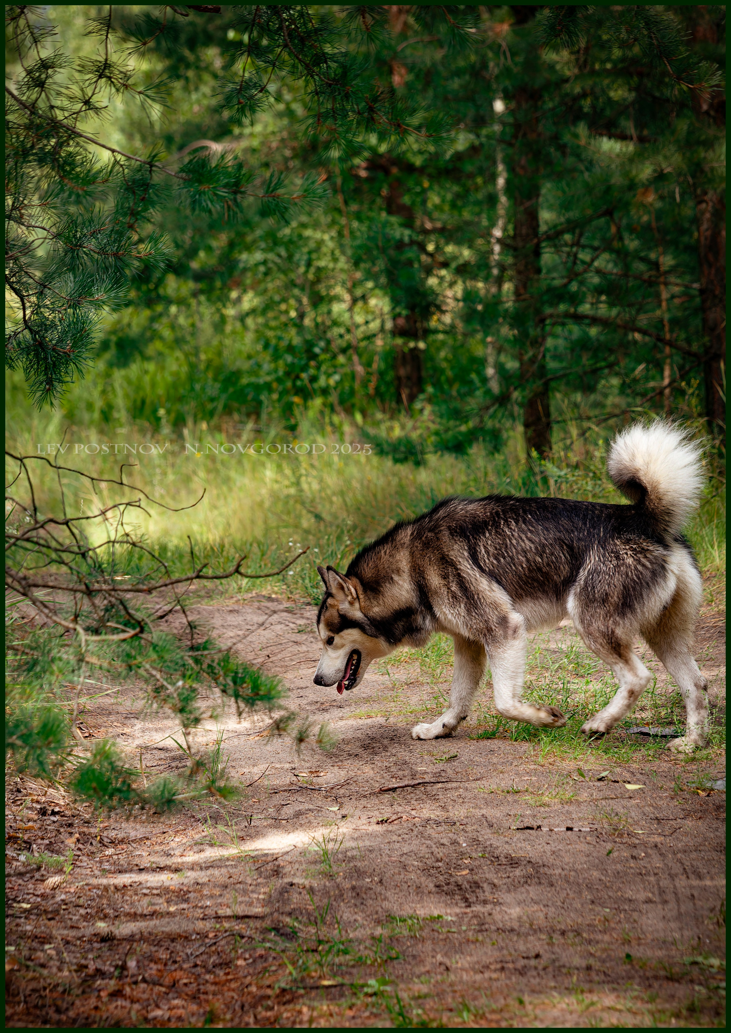 Мои маламуты.Ярик. Лев Постнов.Фотограф. Нижний Новгород