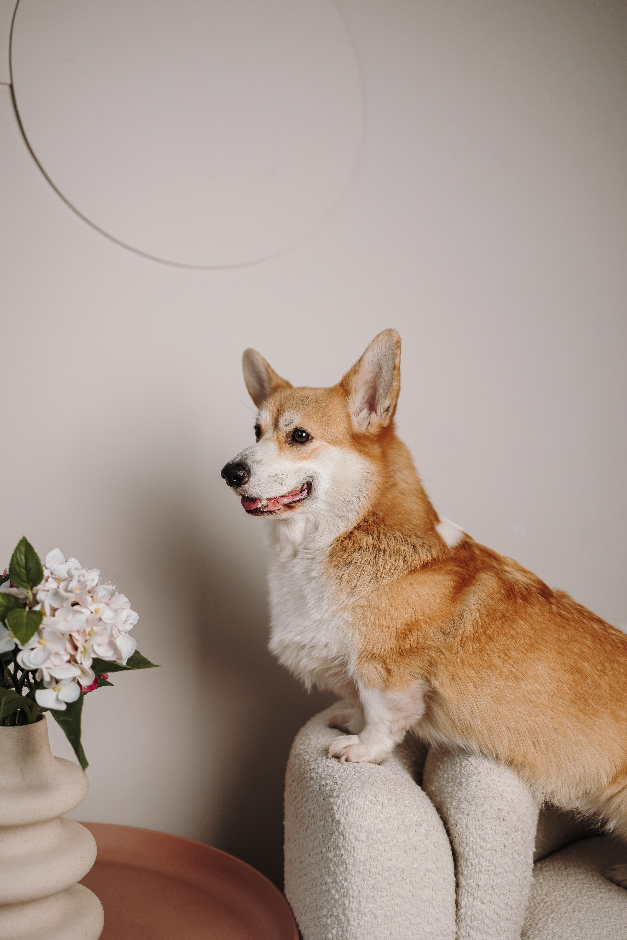 Груминг. Фотограф-анималист в Санкт-Петербурге Алина Яхонт