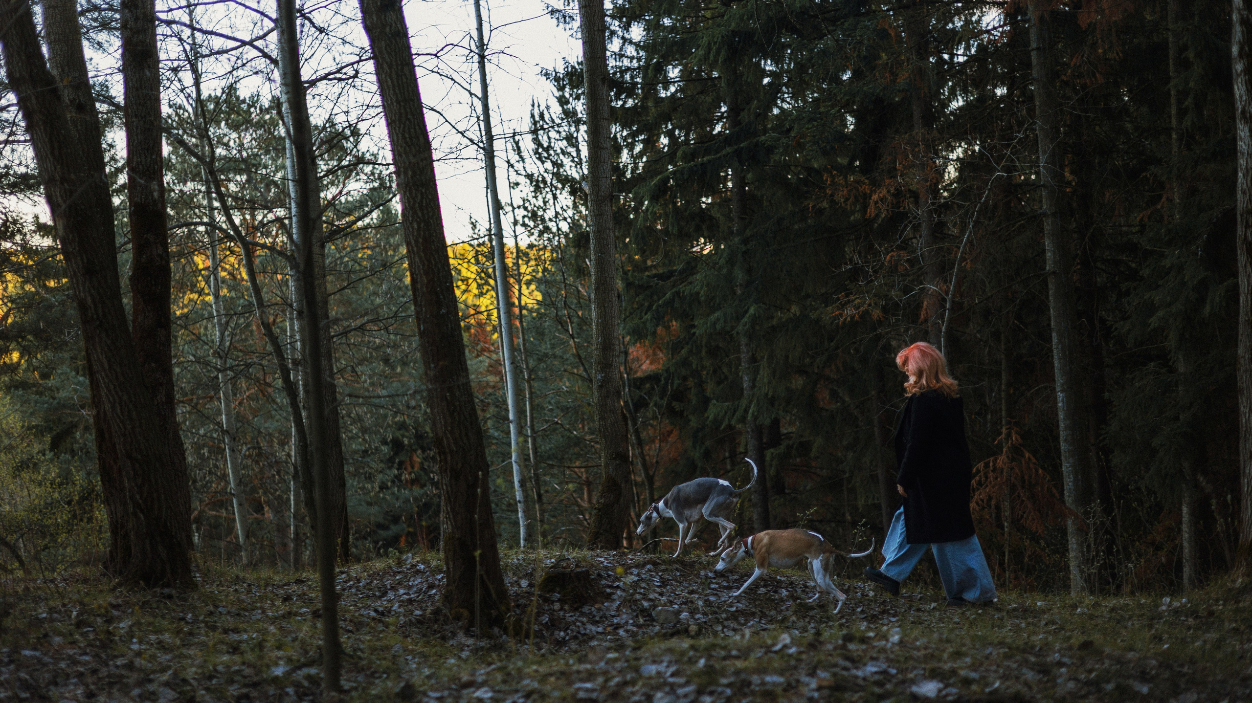 Вика, Джем и Белла. Фотограф-анималист Богданова Полина