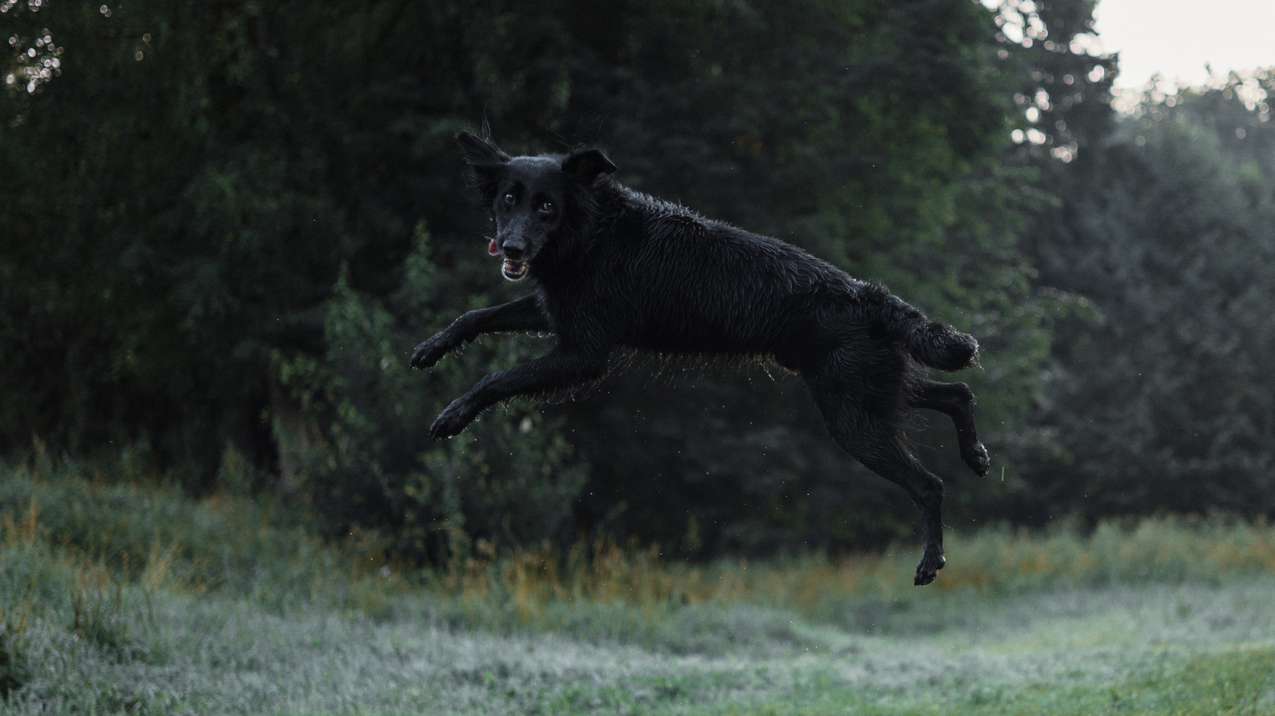 Лиза и Коди. Фотограф-анималист Богданова Полина