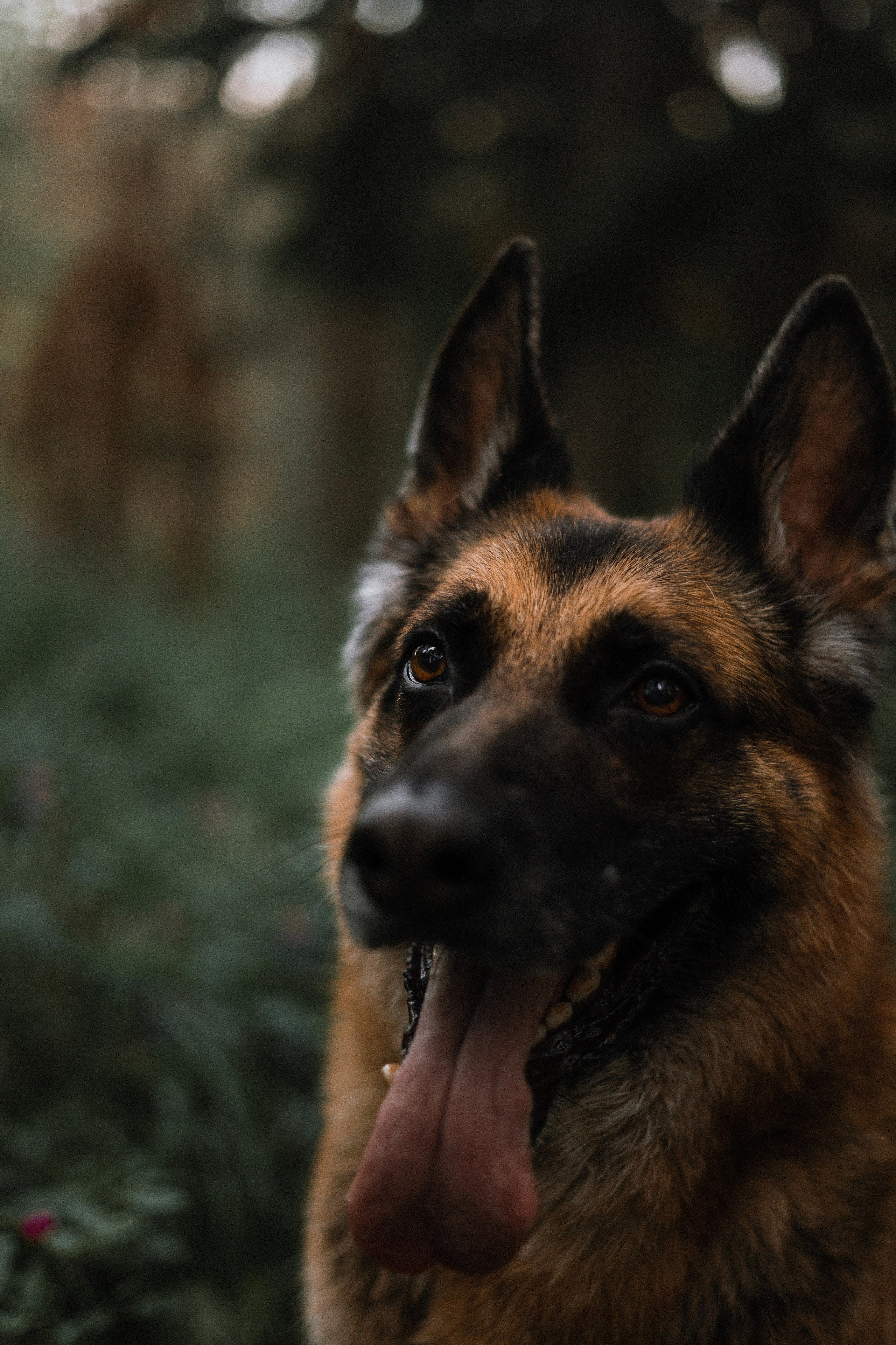 Настя, Шуня, Милка и Тигуан. Фотограф-анималист Богданова Полина