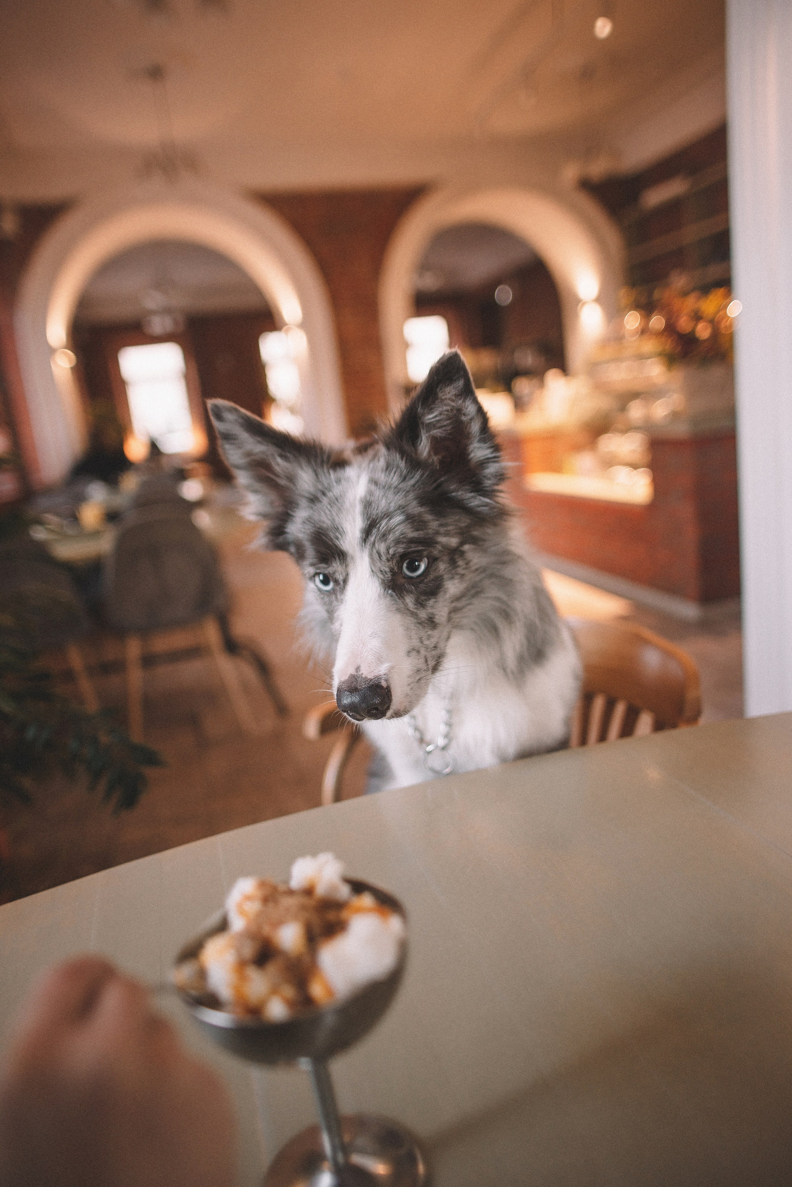 Диана и Робин. Фотограф-анималист Богданова Полина