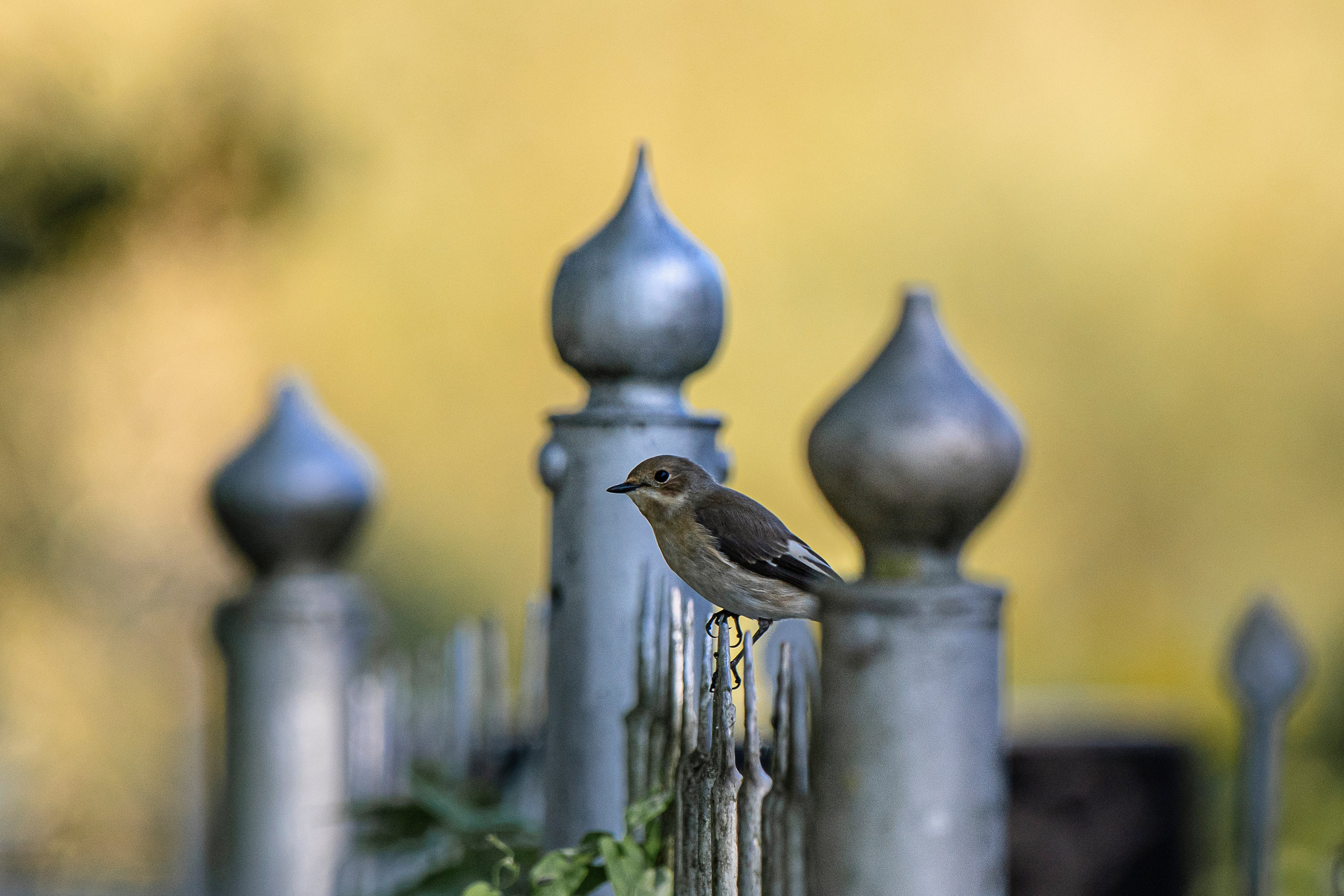 Цветные фотографии. Фотографии Лены Соколовой
