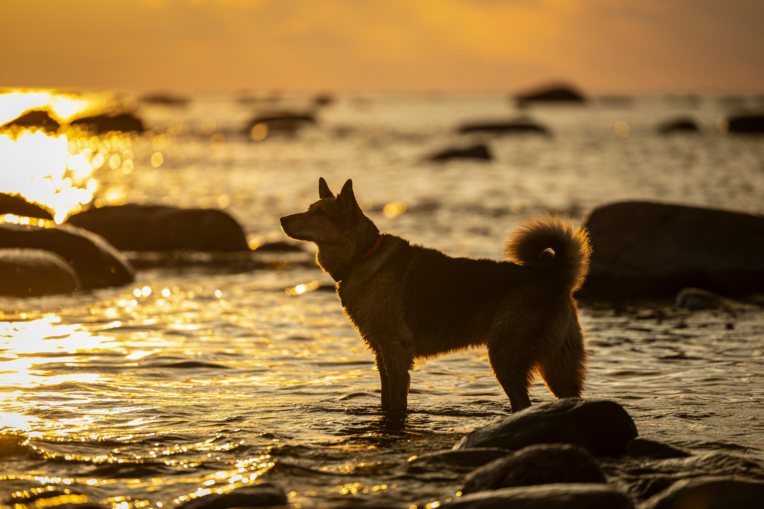 Ричард залив. Фотограф-анималист Анна Маринич