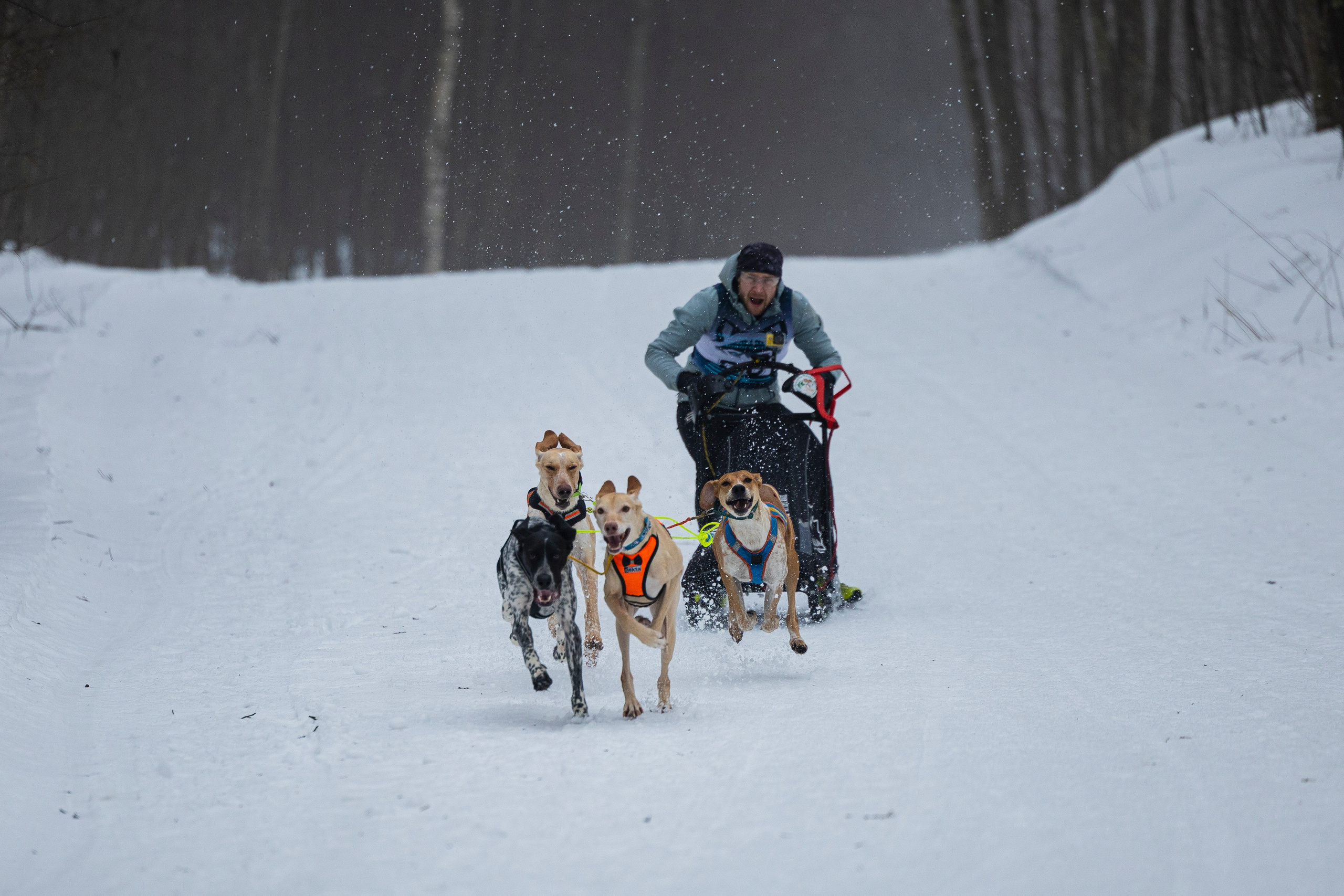 Зимний Чемпионат Санкт-Петербурга по ездовому спорту. Фотограф-анималист Анна Маринич