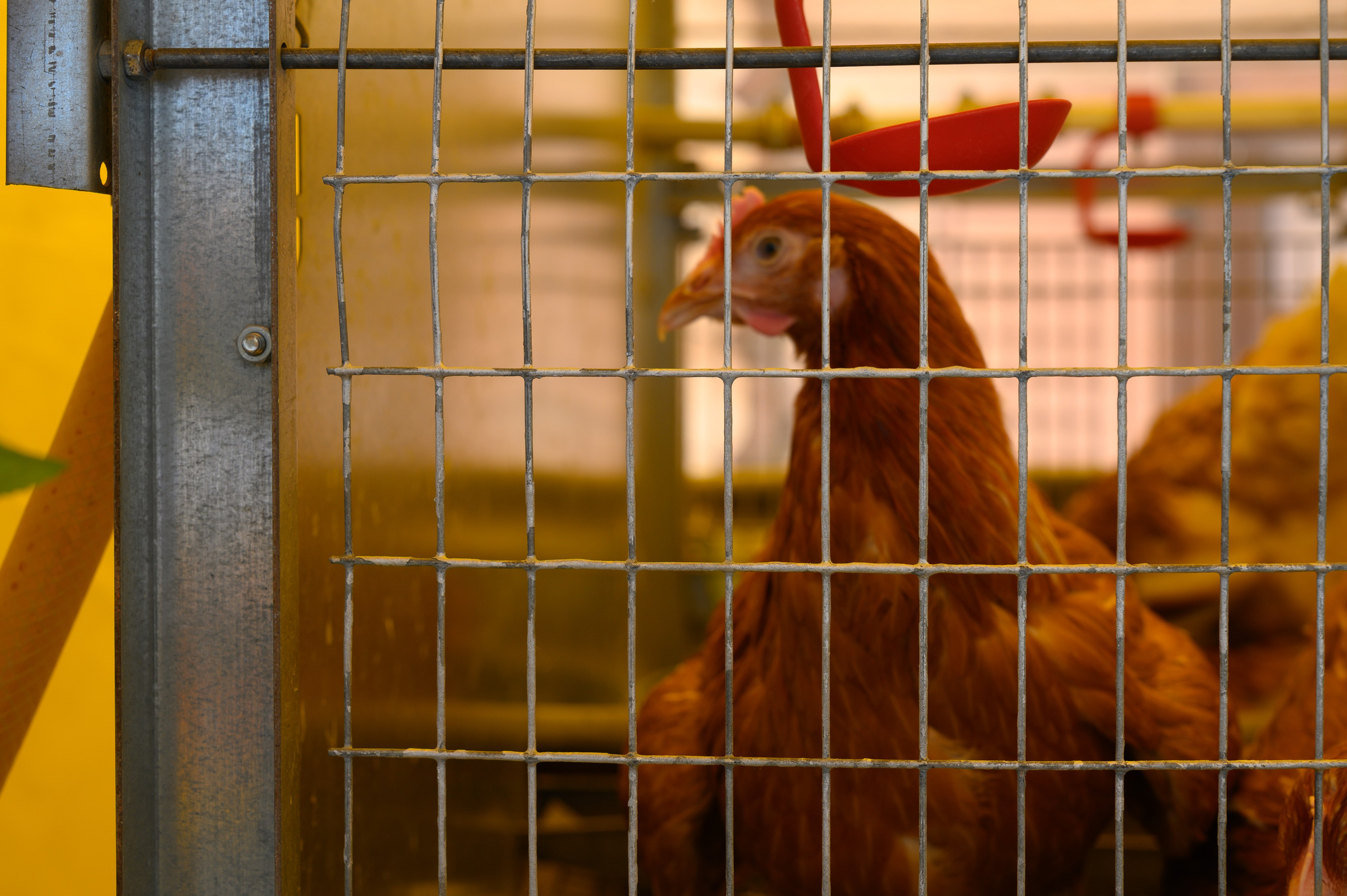 Агровыставка. Фотоуслуги, услуги фотографа, фотографирование важных событий