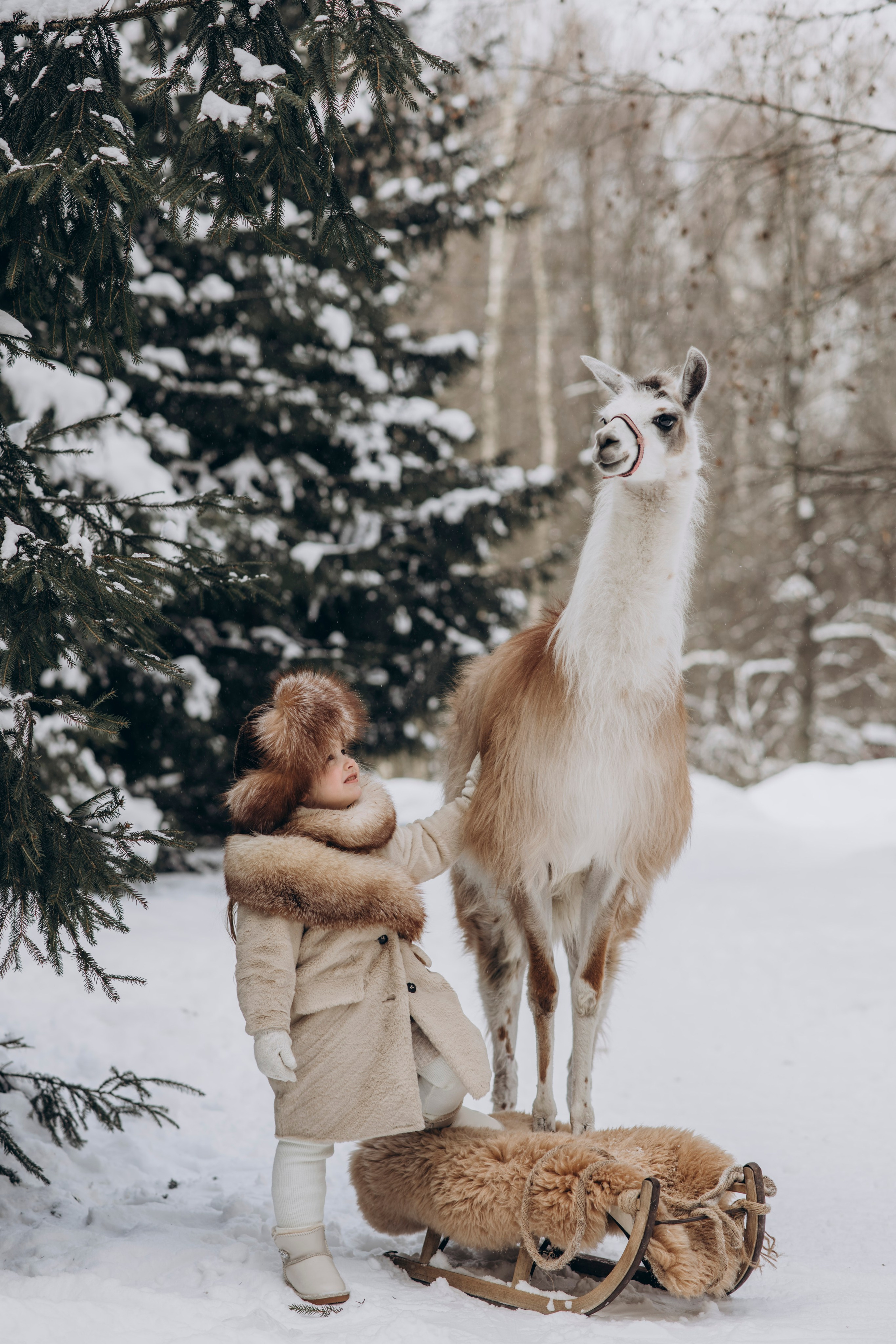 Зимняя фотосессия с Альпаками. Свадебный фотограф в Дмитрове