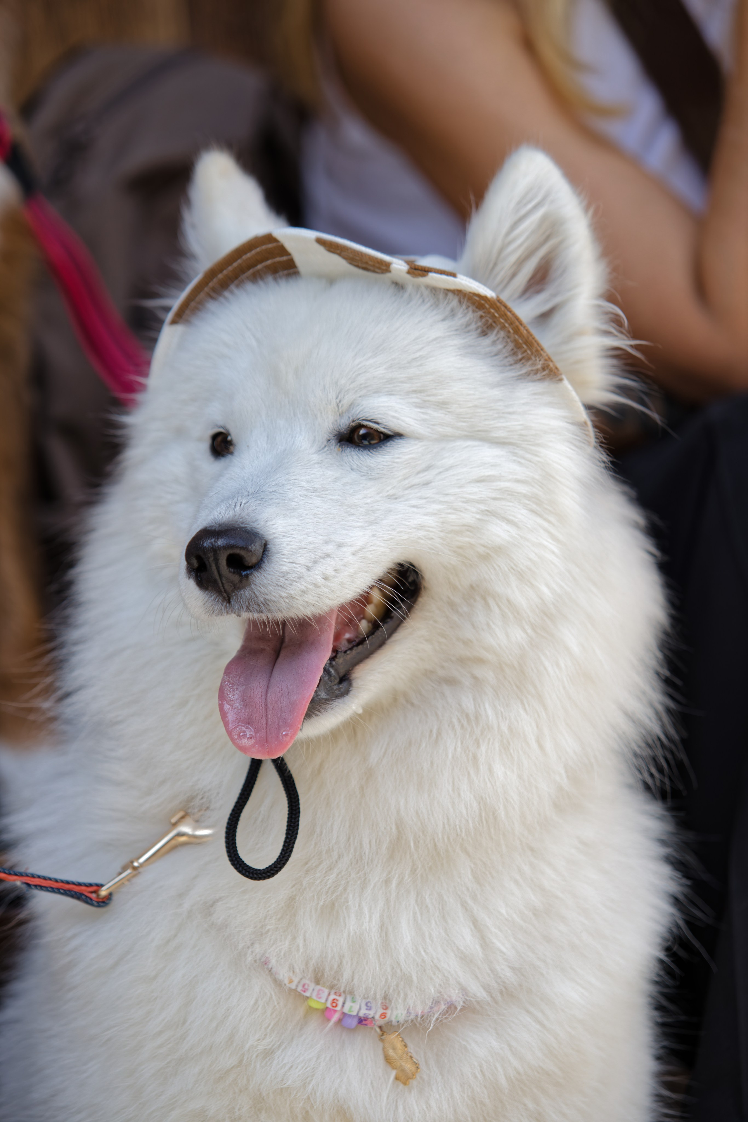 Вечеринка для собак Oh my dog 20.07.2025. Репортажный и спортивный фотограф в г. Пермь Зильберг Павел