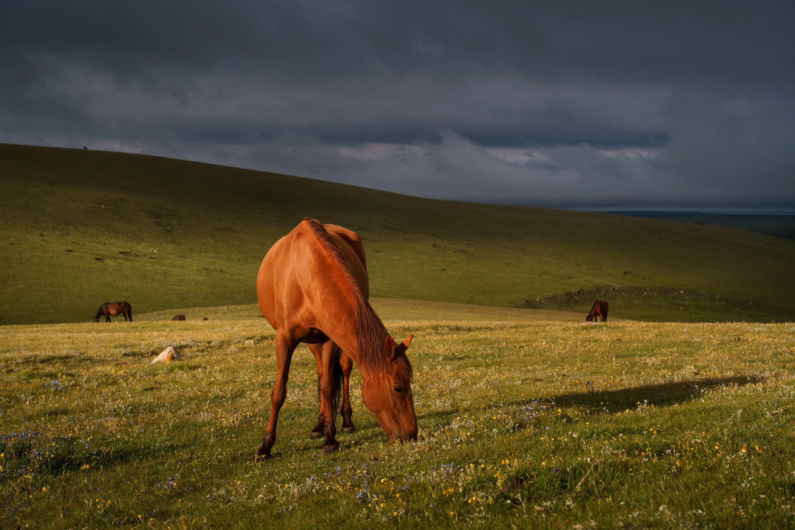 Тянь-Шань. Фотограф в Красноярске Нерозя Александр. Пейзаж, природа, портрет