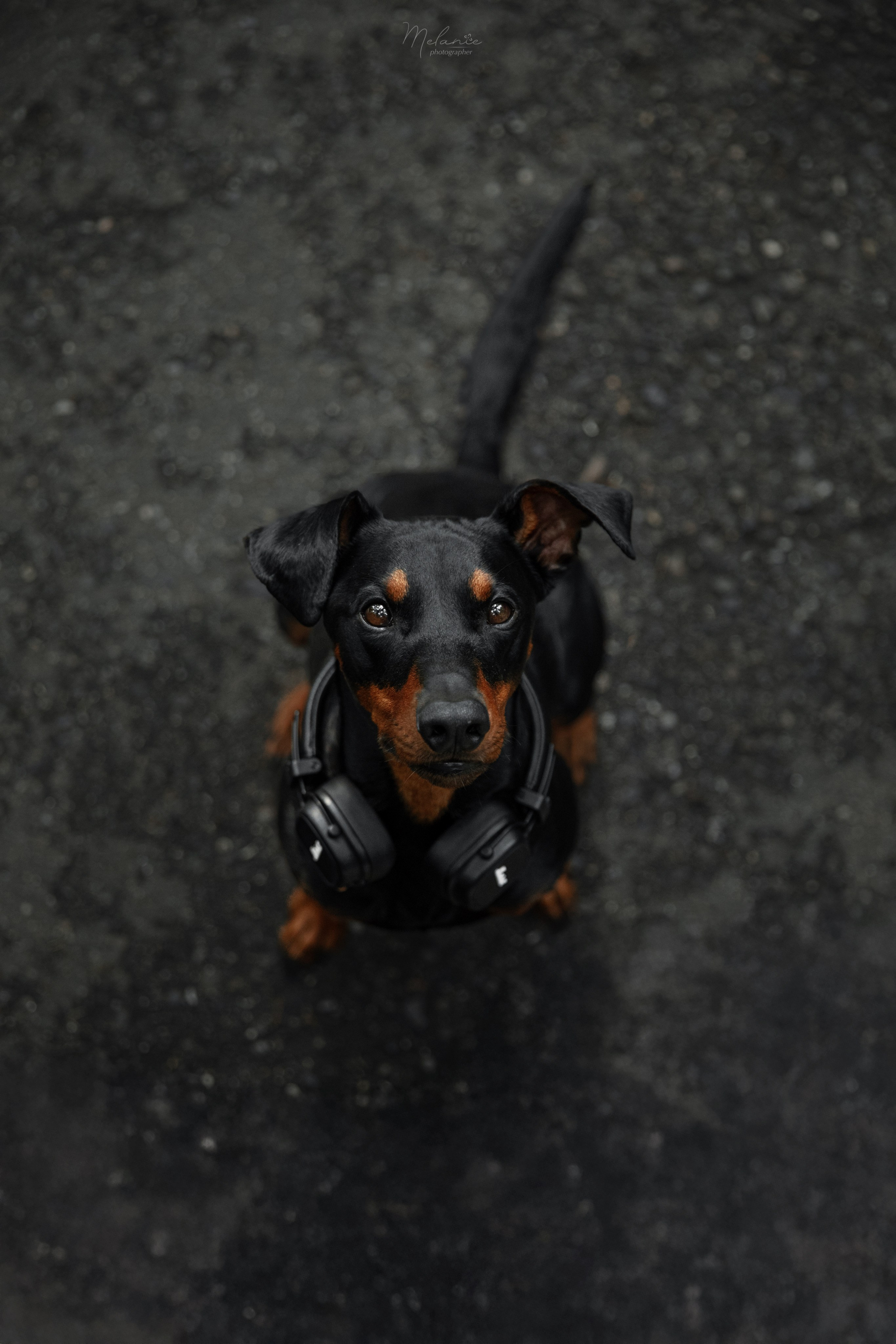 Фотосессия Шерлока. Фотограф-анималист в Москве Дорн Мелани